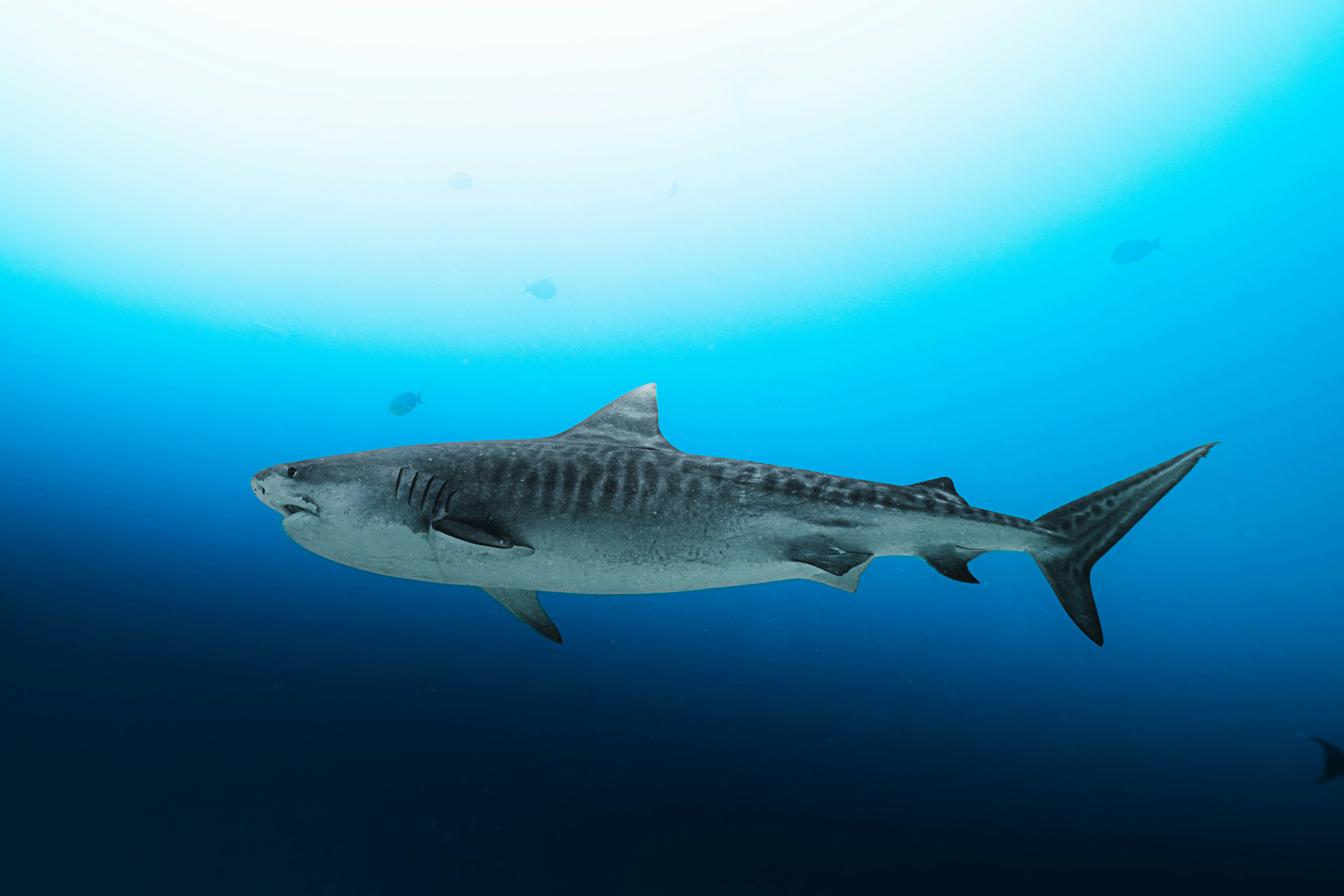 A tiger shark swimming through deep blue water with small fish in the distance