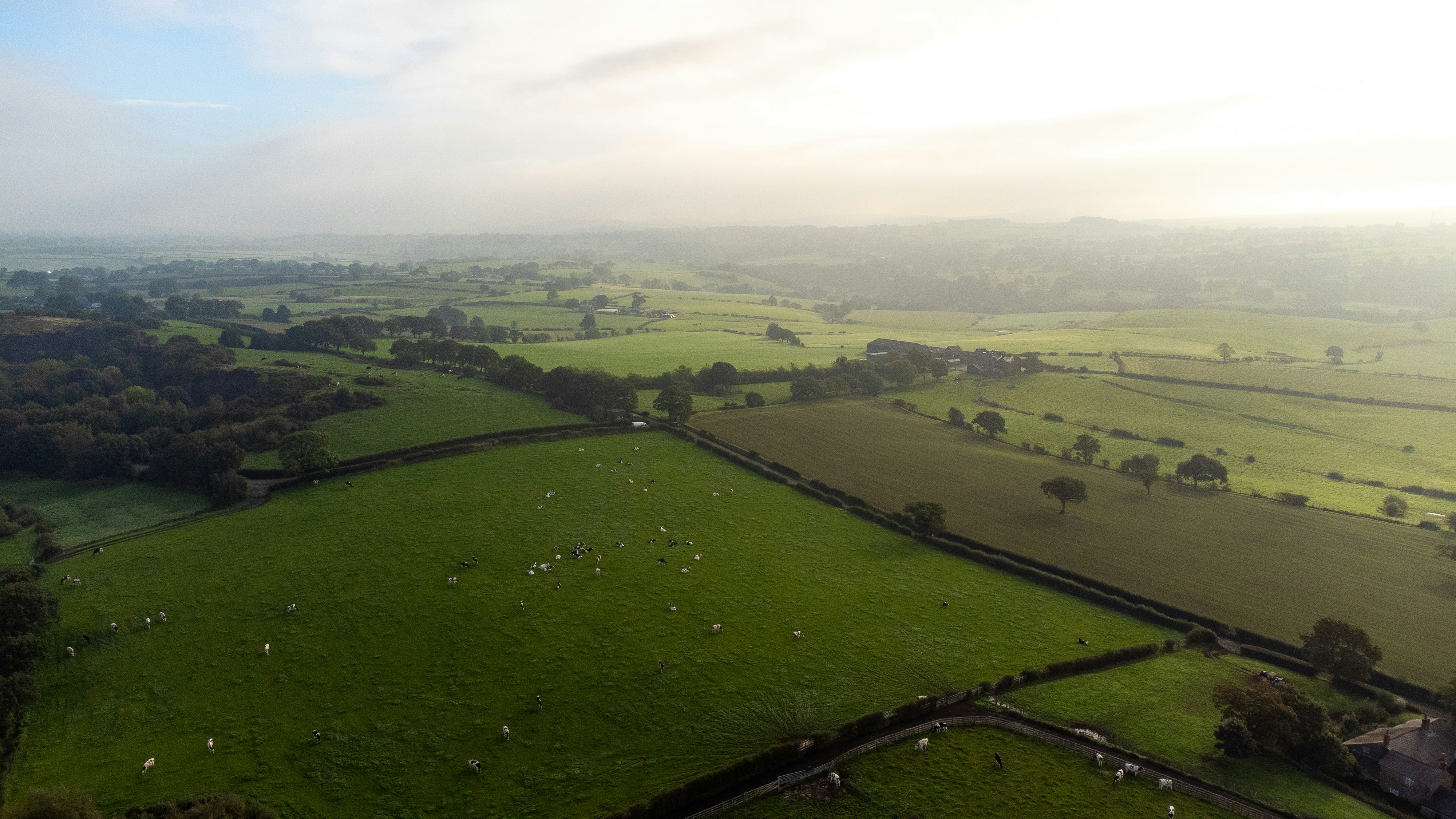 Aerial view of cows grazing in green pastures under a soft morning light