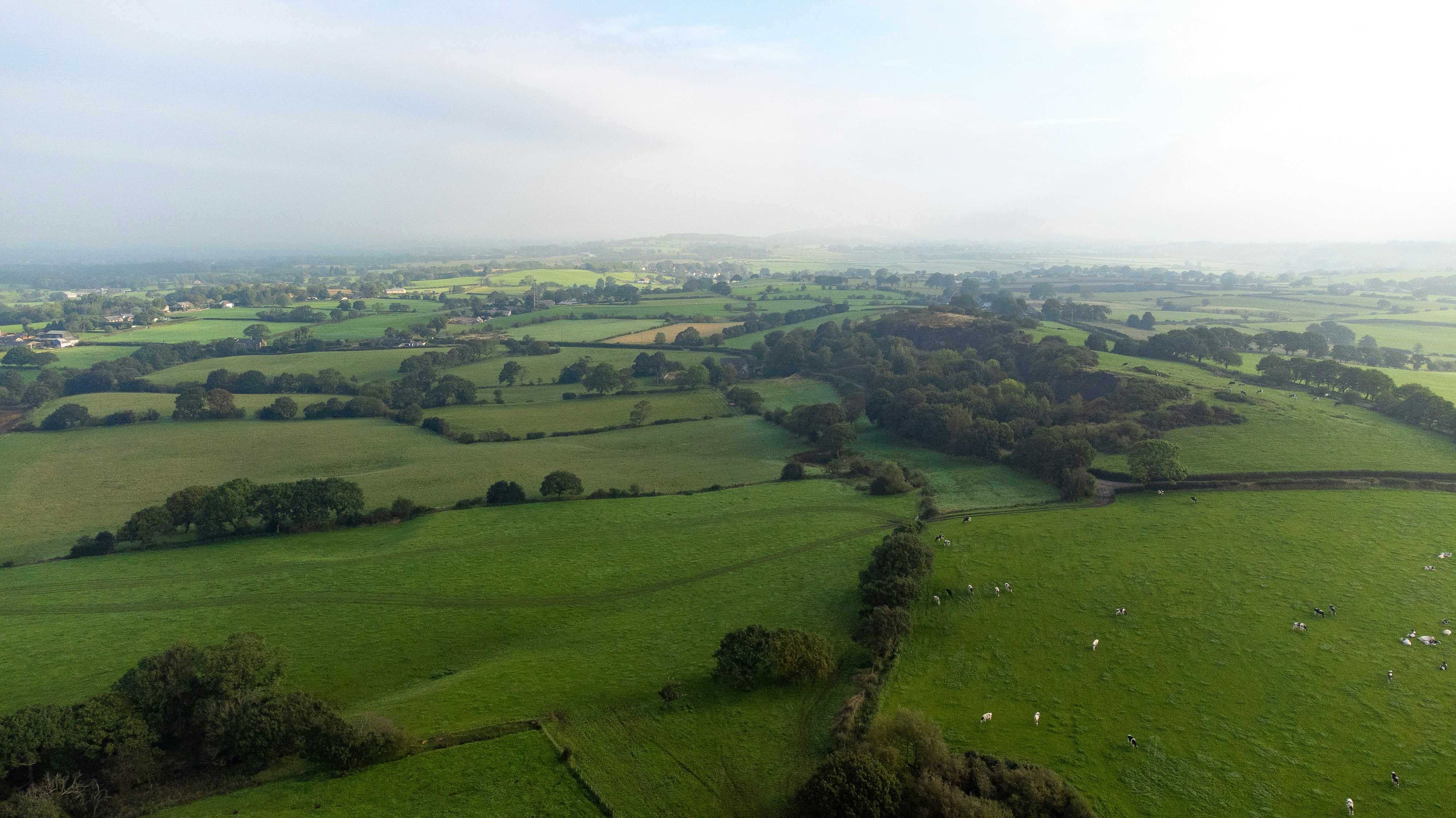 An aerial view of green rolling pastures with grazing cattle and hedgerows