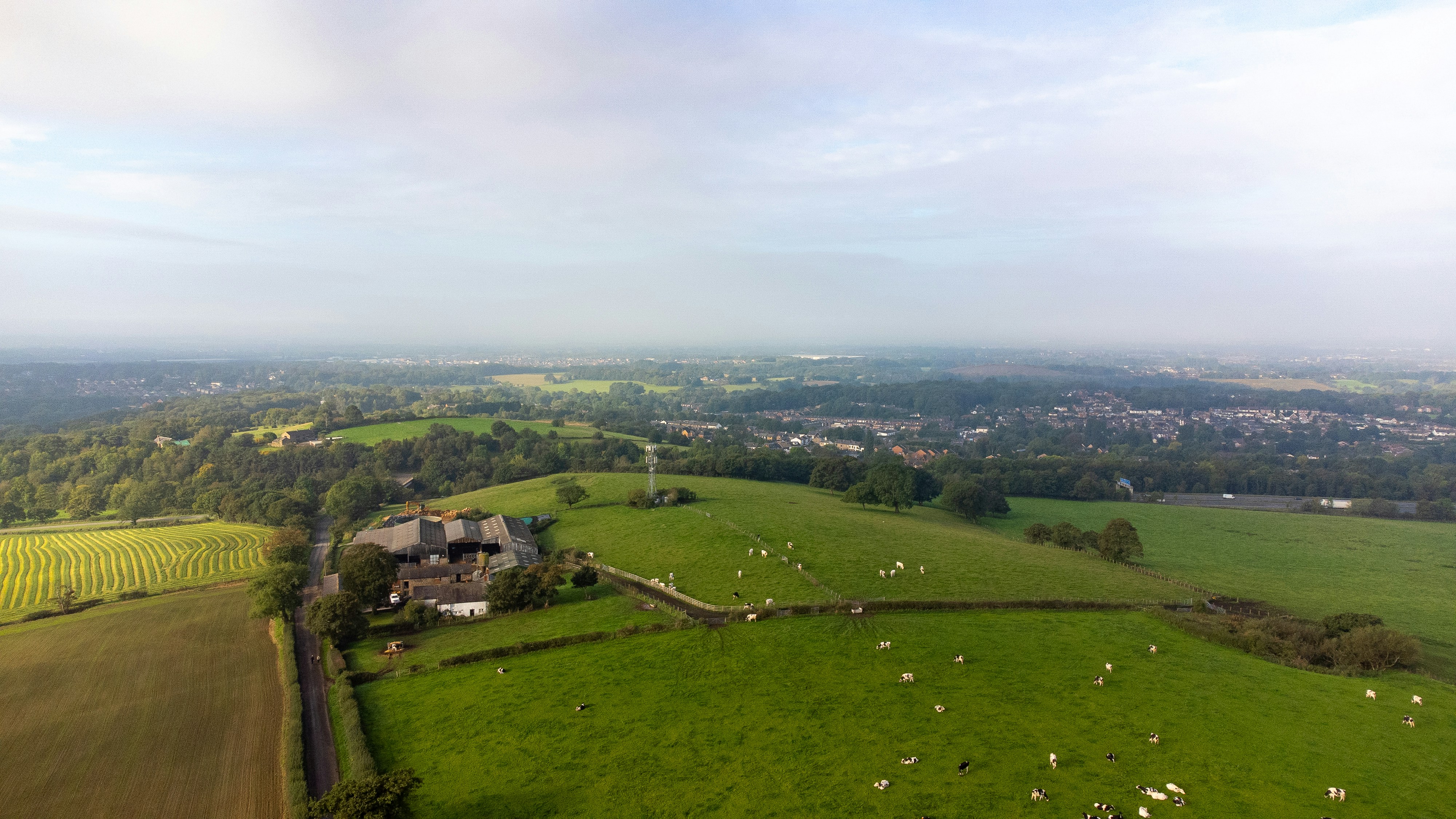 Aerial view of a farm with grazing cows in green rolling hills