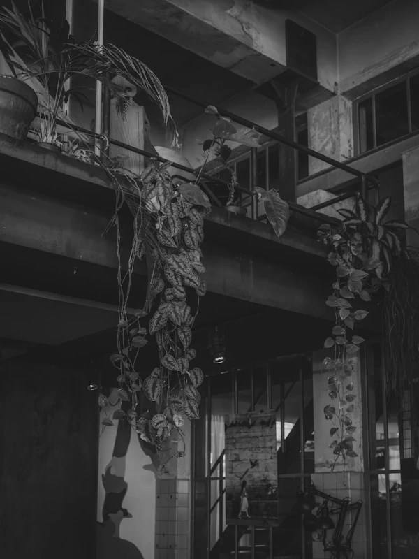 Trailing plants in an industrial loft