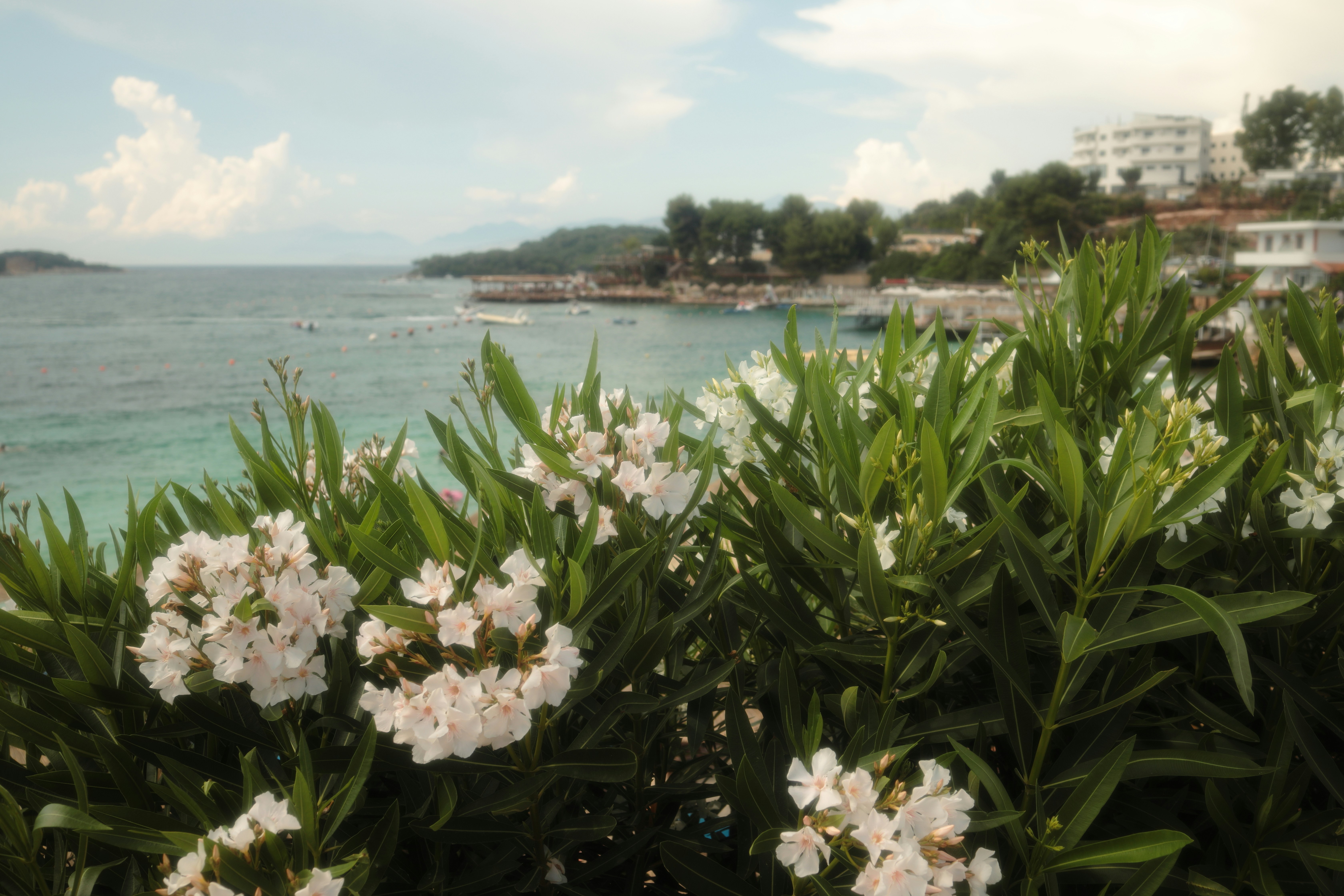 White oleander flowers blooming in front of a blue sea and coastal town