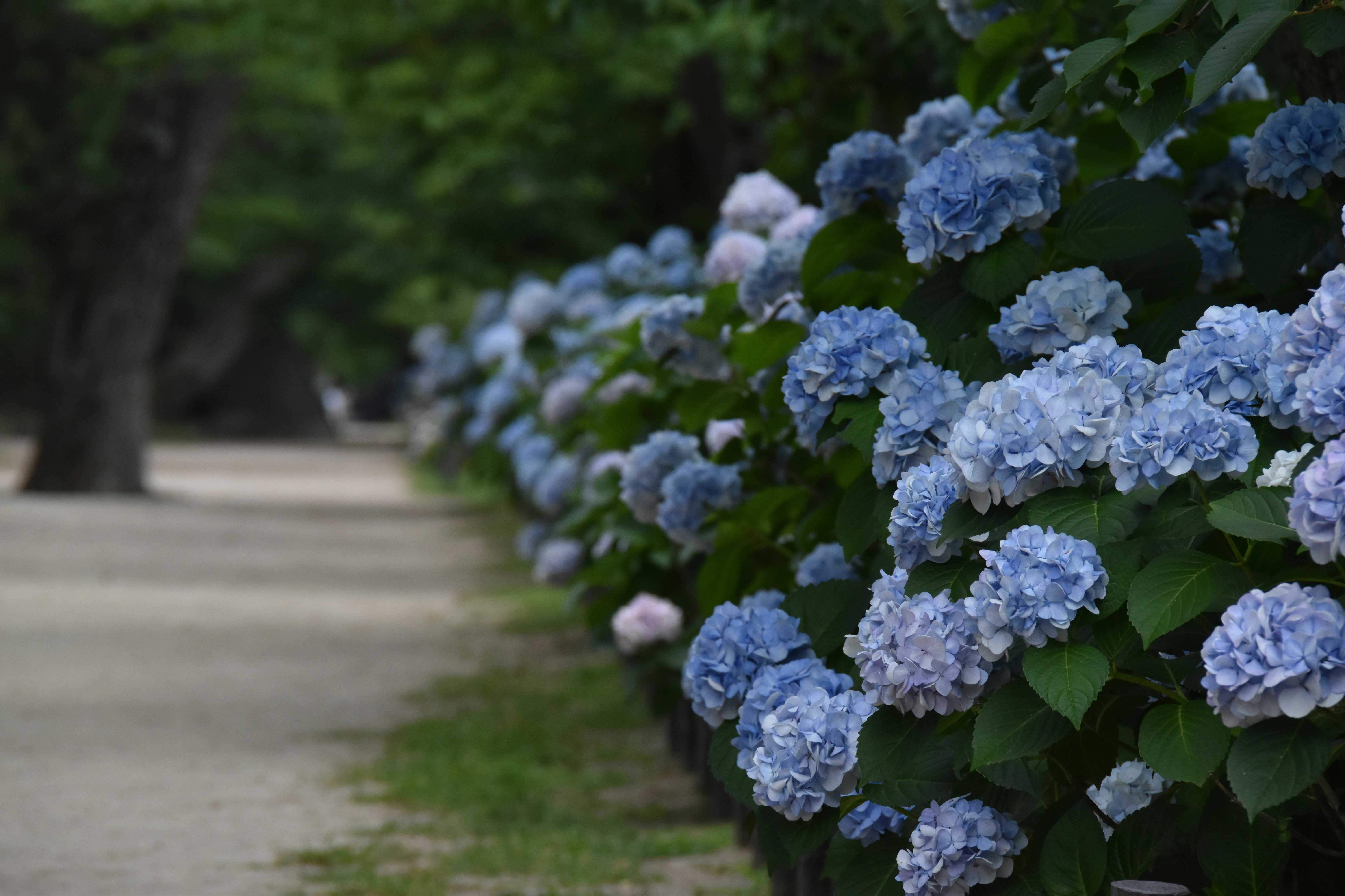 Blue hydrangeas along a path