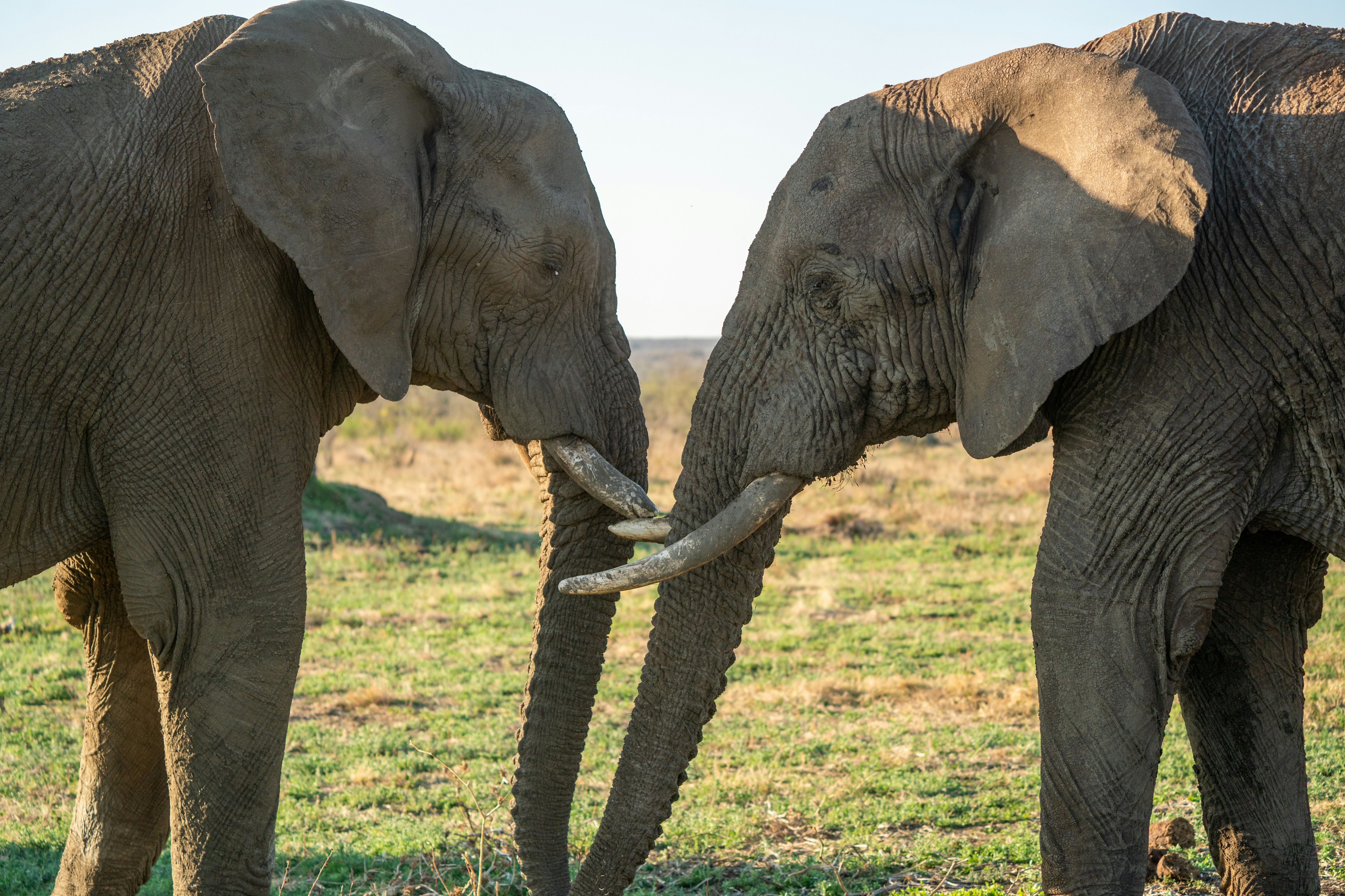 Deux éléphants africains se touchant dans une savane herbeuse sous une lumière chaude