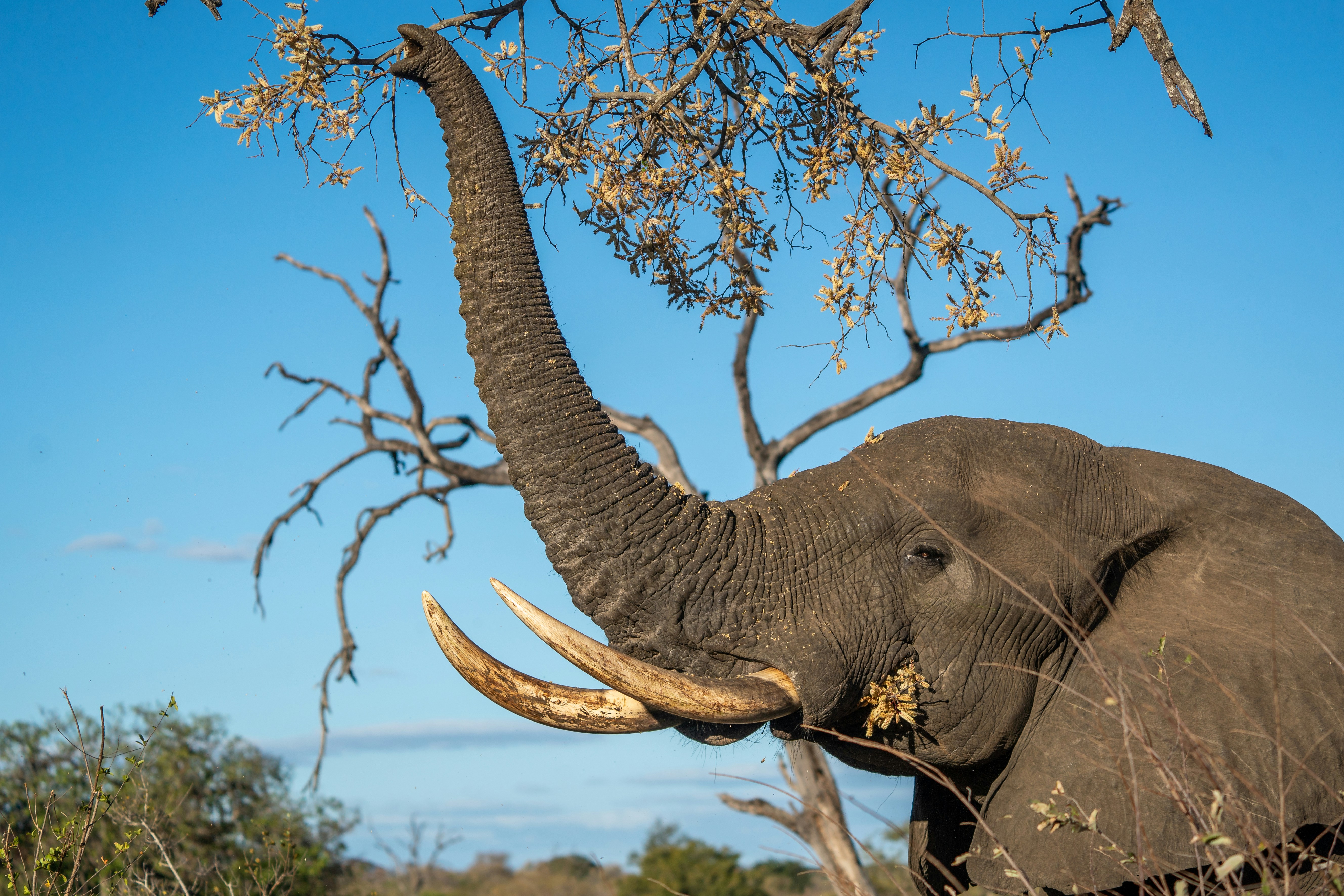 Un éléphant d’Afrique levant sa trompe pour manger des feuilles d’un arbre