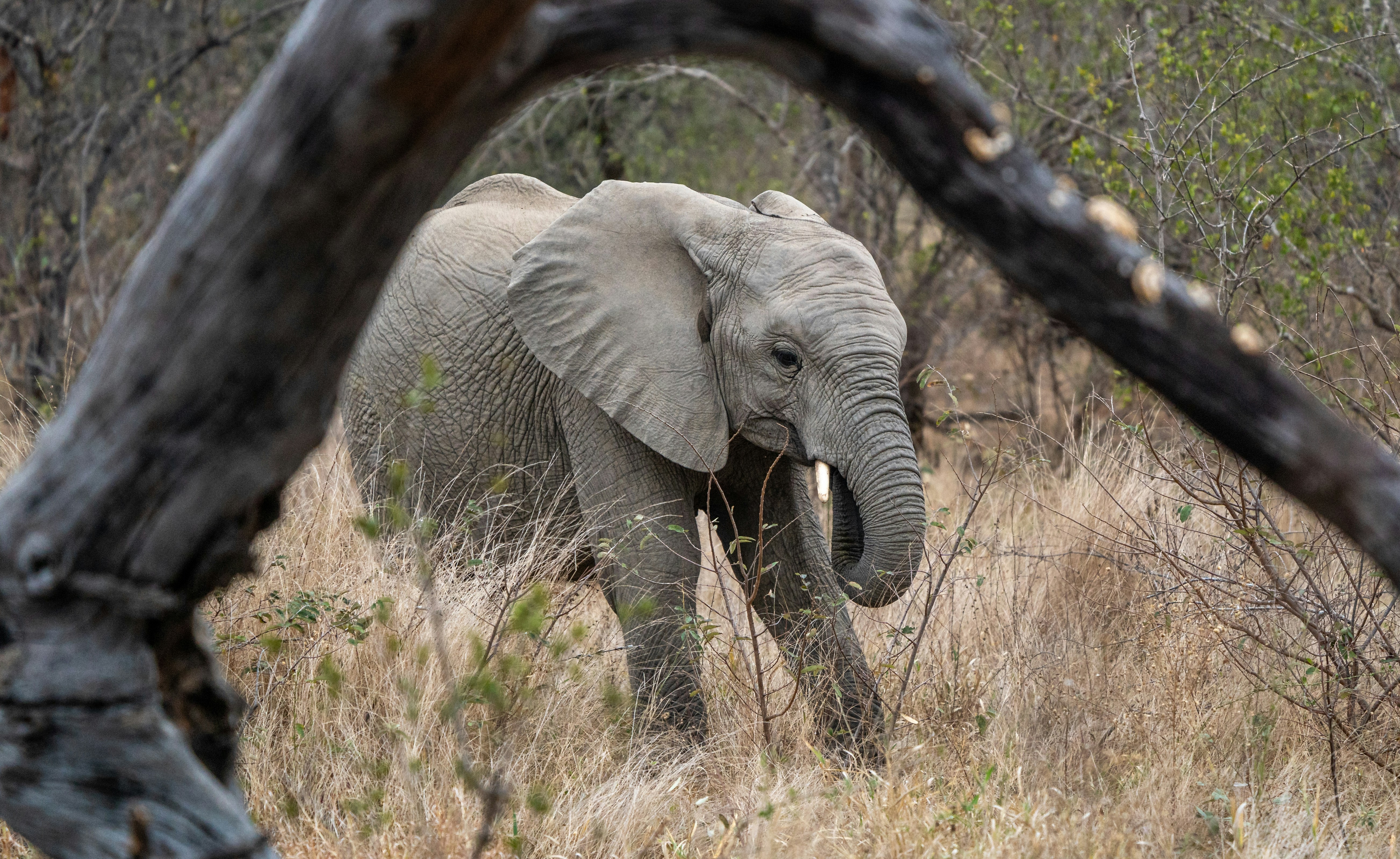 Un éléphant d’Afrique marchant dans une herbe sèche encadrée par une grande branche d’arbre