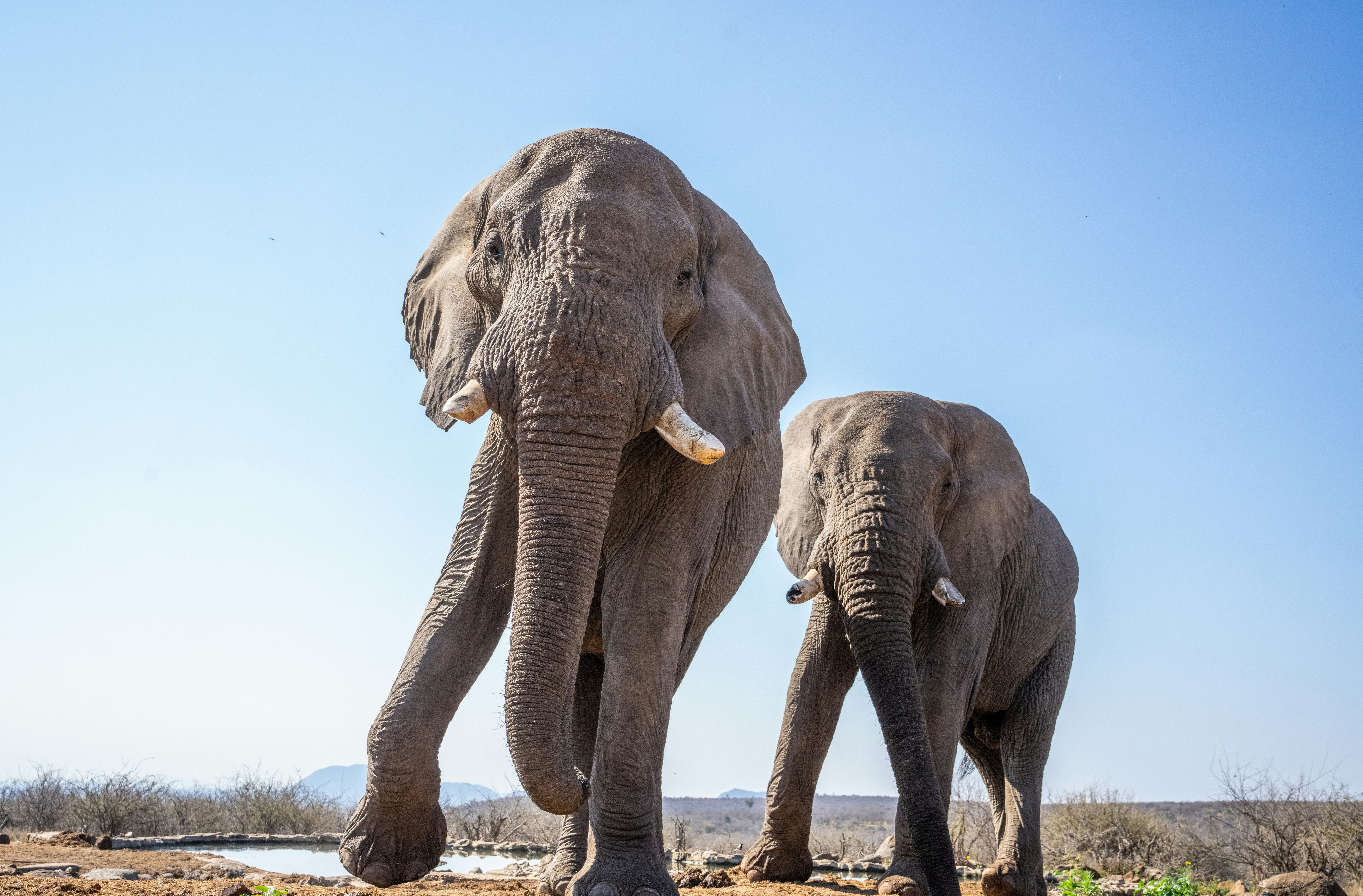 Deux éléphants africains marchant vers un point d’eau sous un ciel bleu clair
