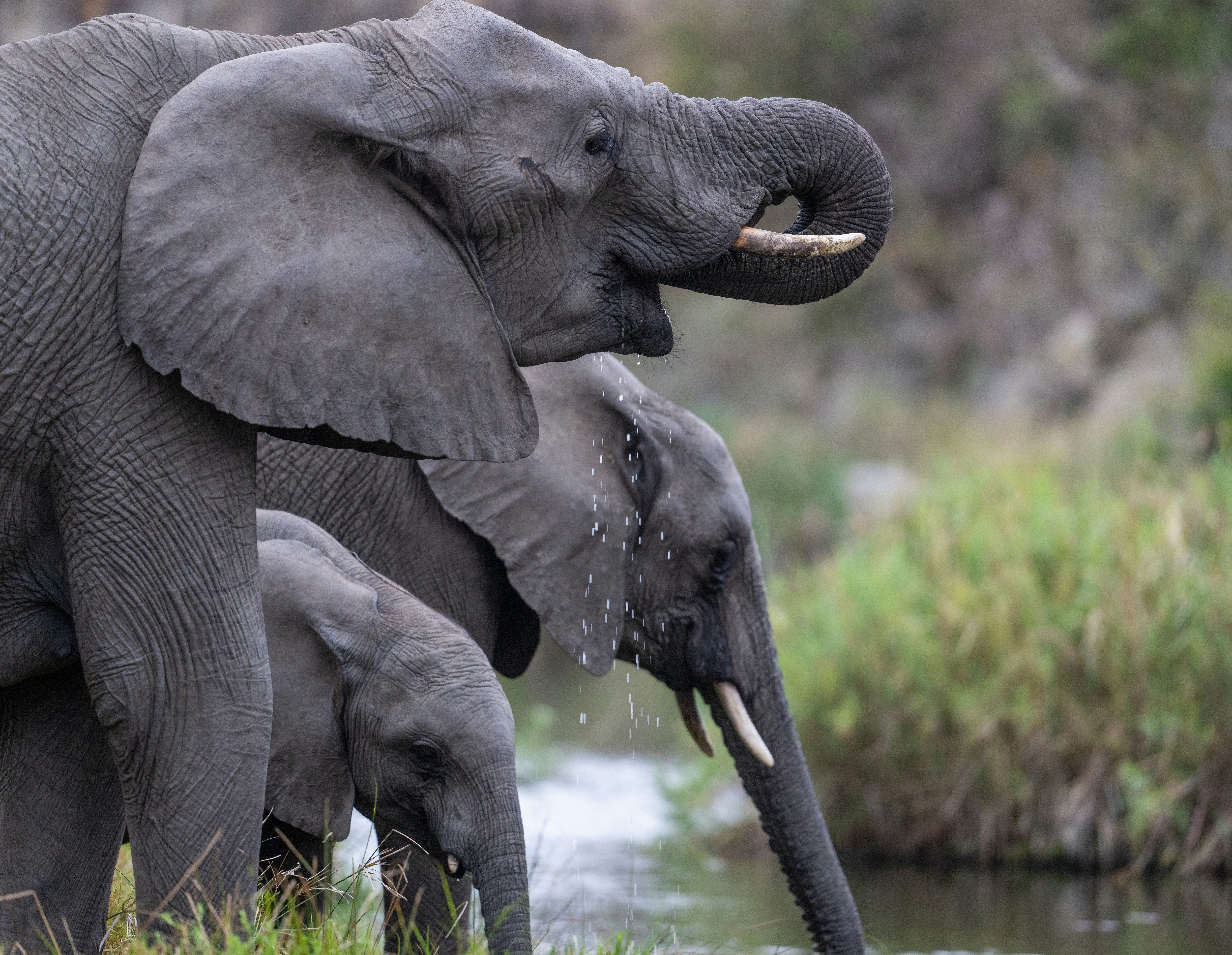 Trois éléphants d’Afrique buvant de l’eau dans une rivière avec des gouttelettes tombant de leurs trompes
