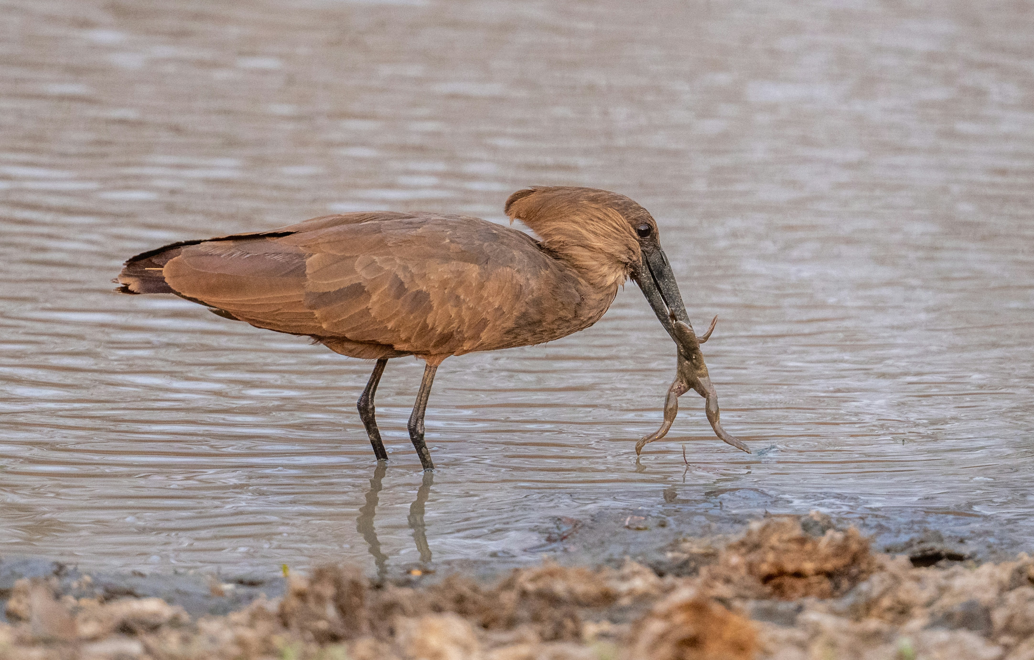 Un oiseau hamerkop tenant une grenouille dans son bec dans des eaux peu profondes