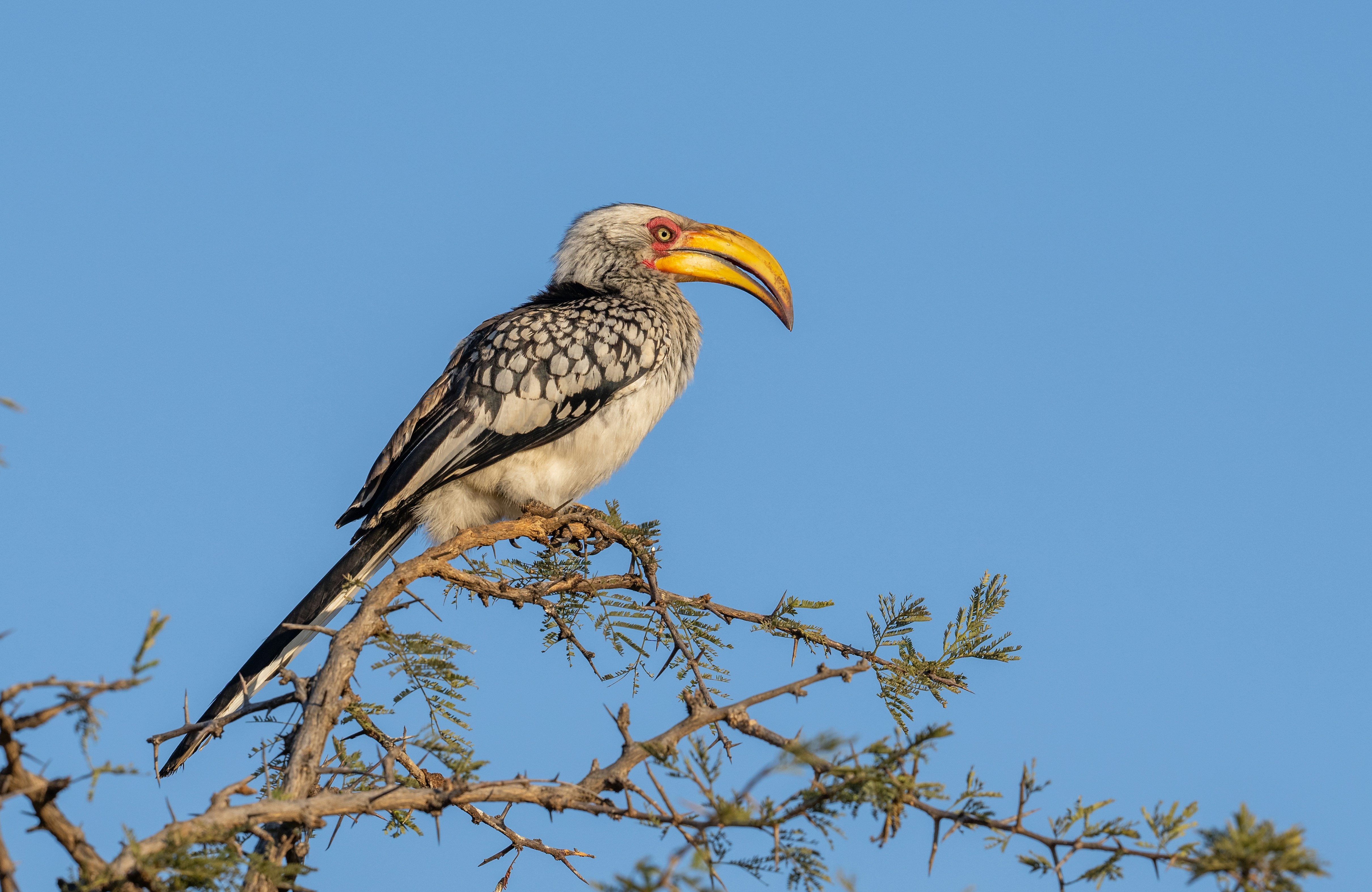 Un calao à bec jaune du sud perché sur une branche épineuse contre un ciel bleu clair