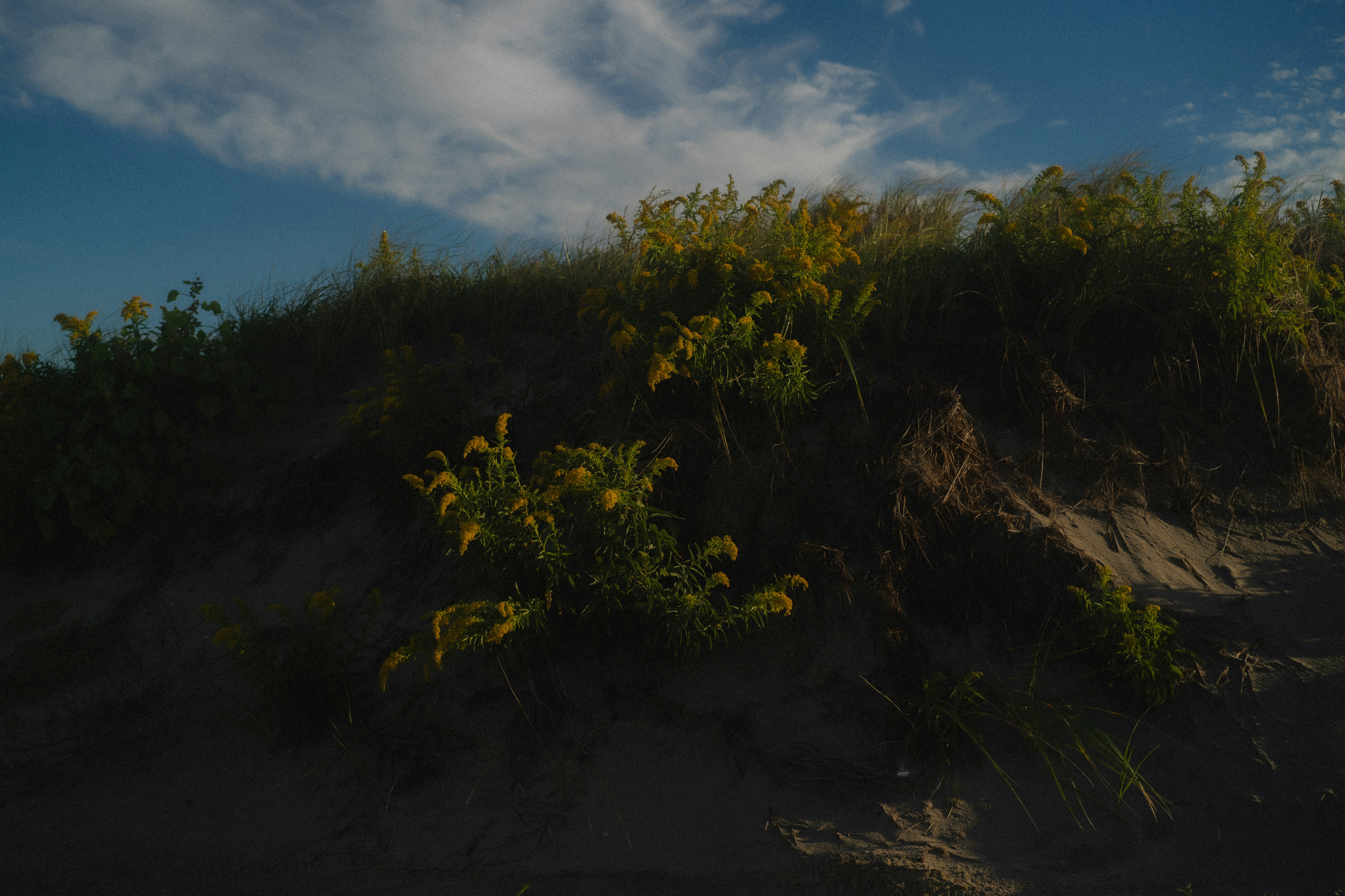 Yellow goldenrod flowers growing on a sandy dune under a blue sky