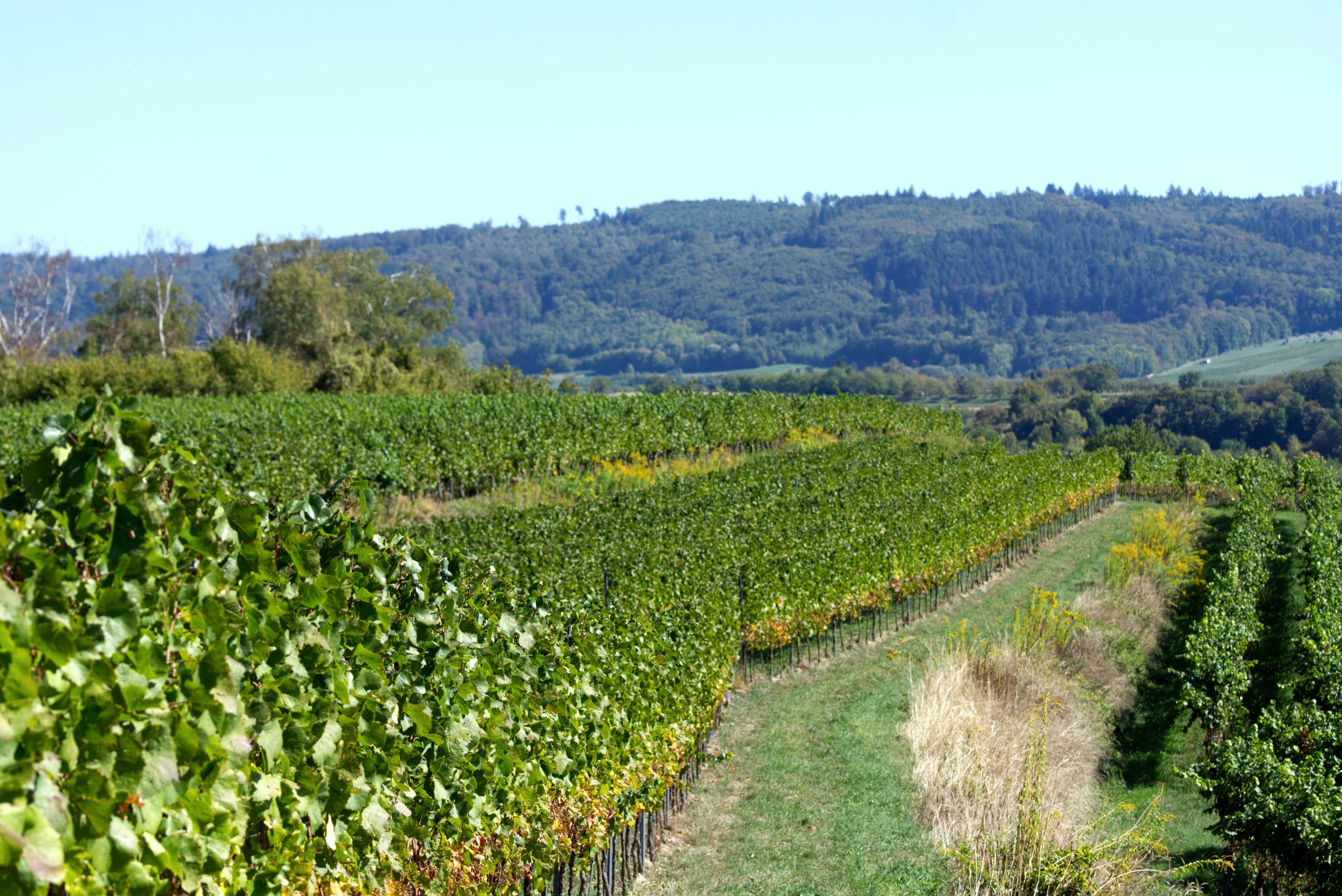 Cave de Lugny — Lugny