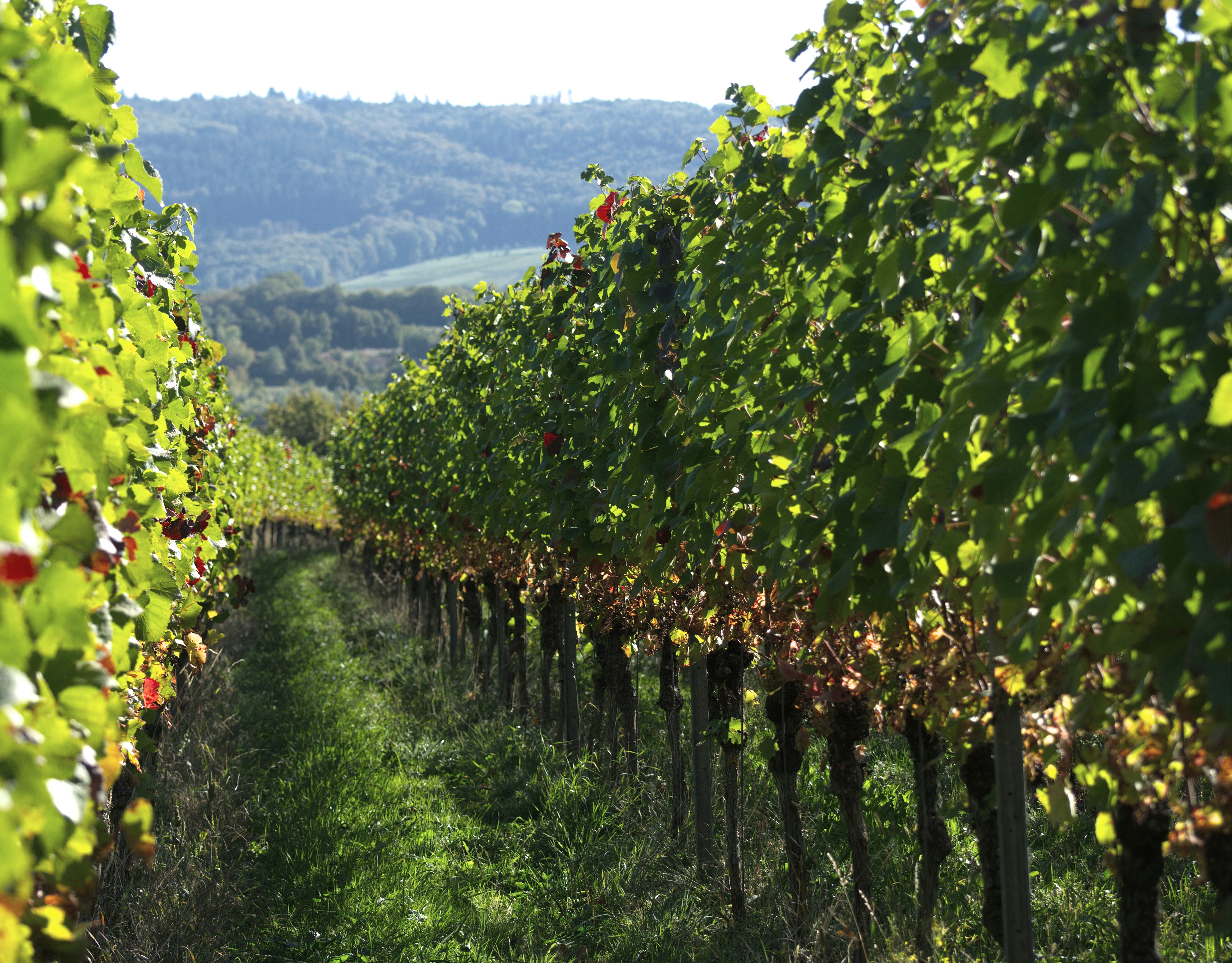 La Vigneraie — Fuissé