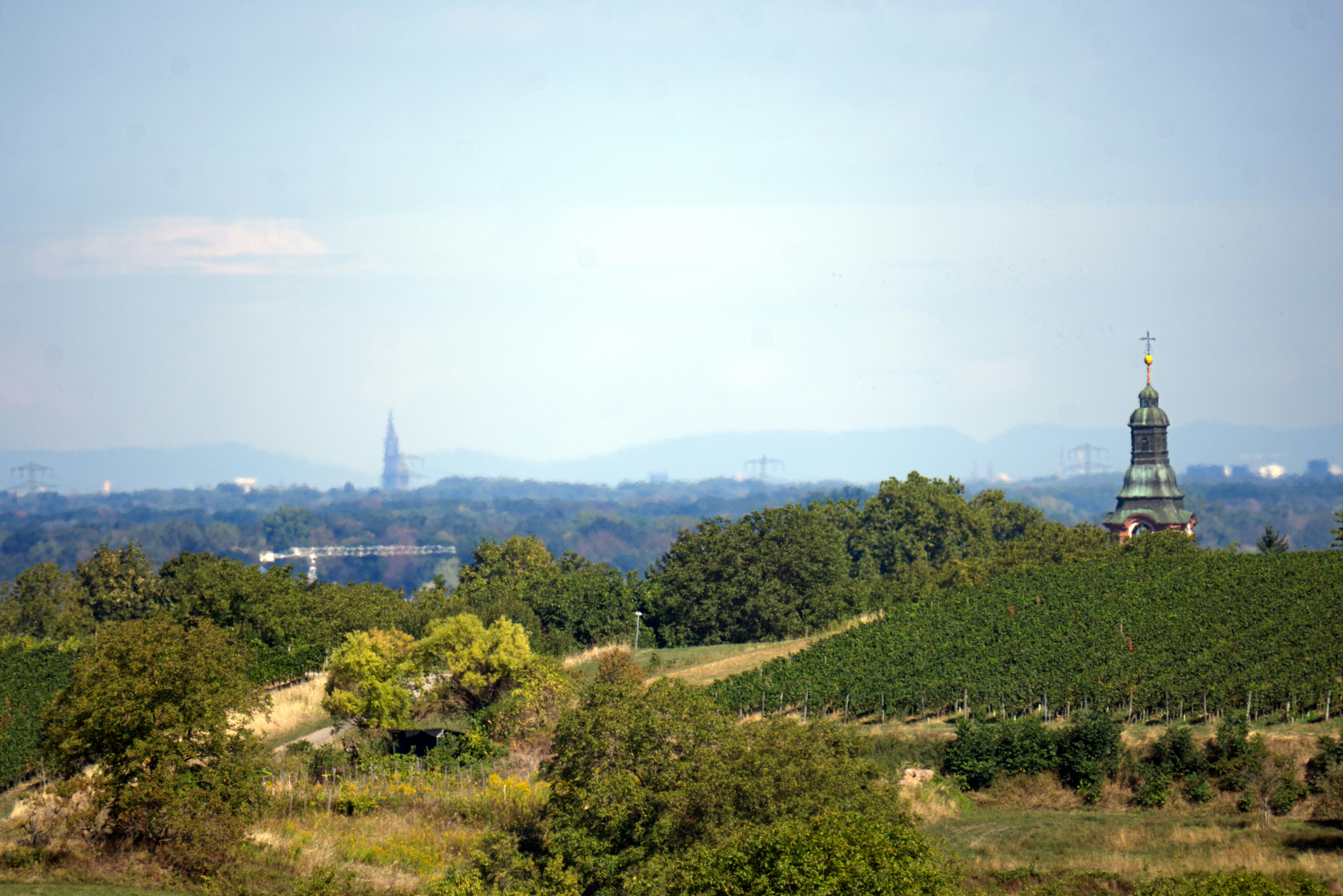 A church tower rising above green vineyards and rolling hills under a clear sky