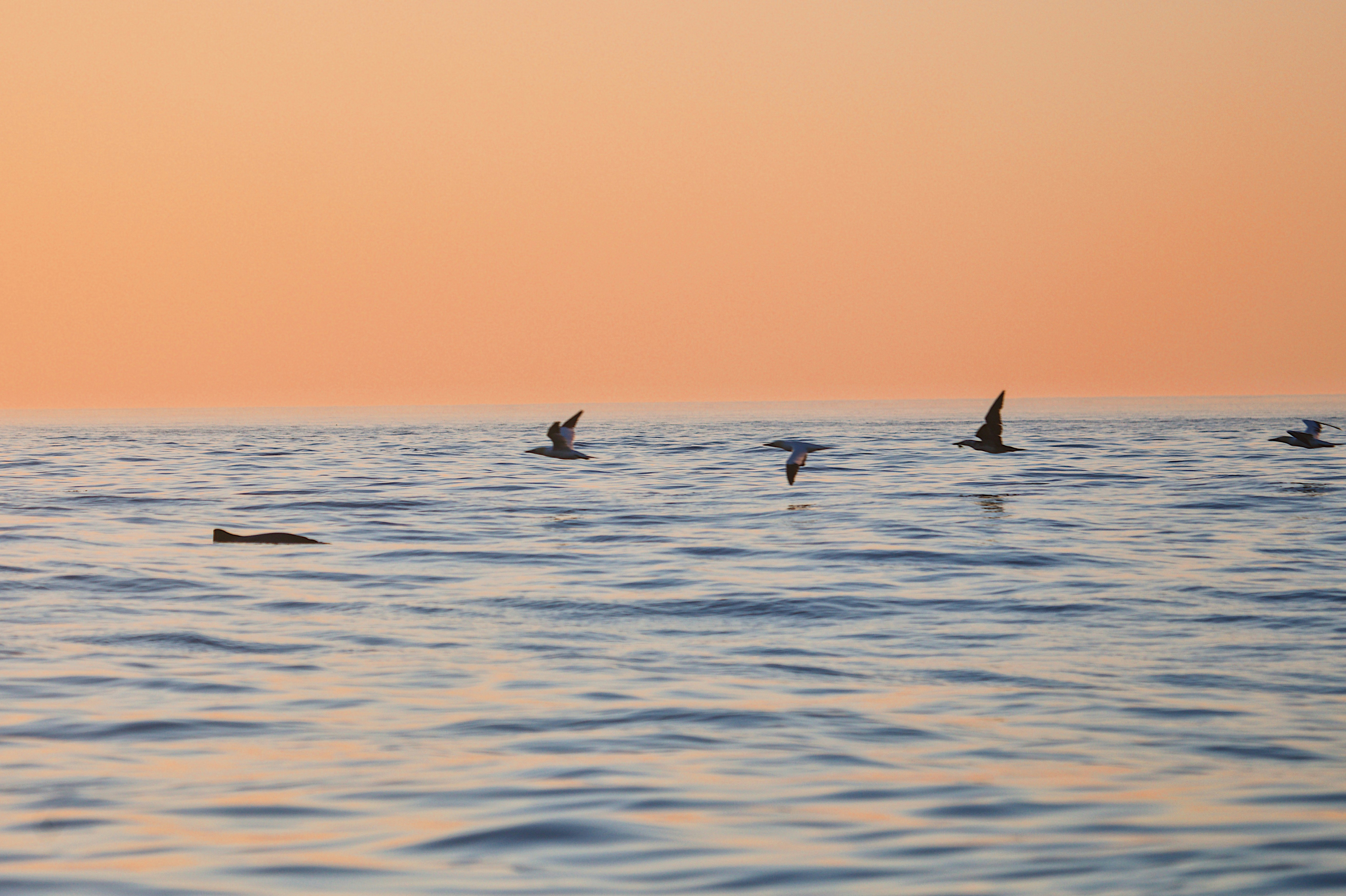 Four birds flying over the ocean surface under a warm orange sky