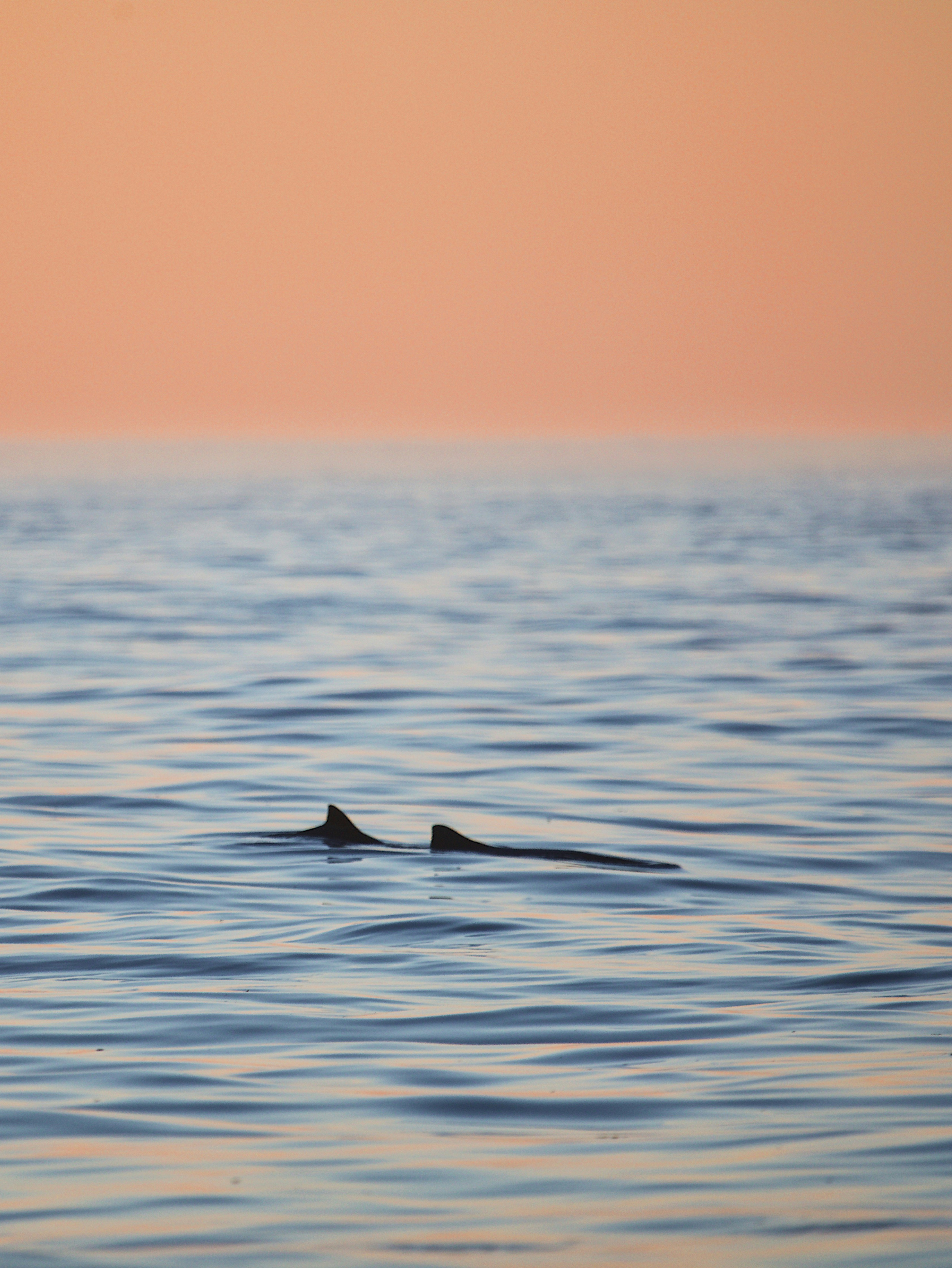 Two dolphin fins breaking the surface of calm water under a warm orange sky