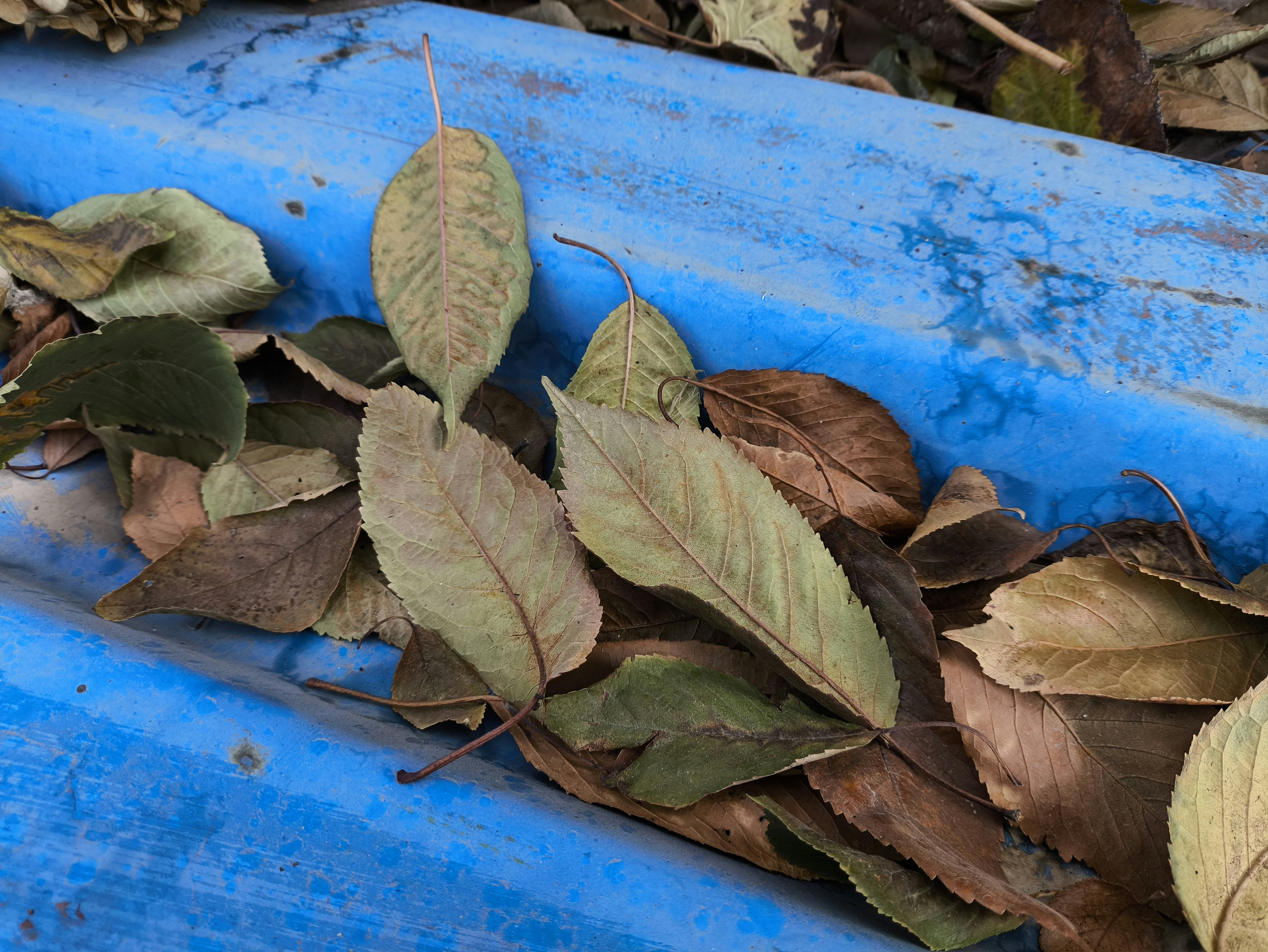 Dried brown and green leaves scattered on a bright blue surface