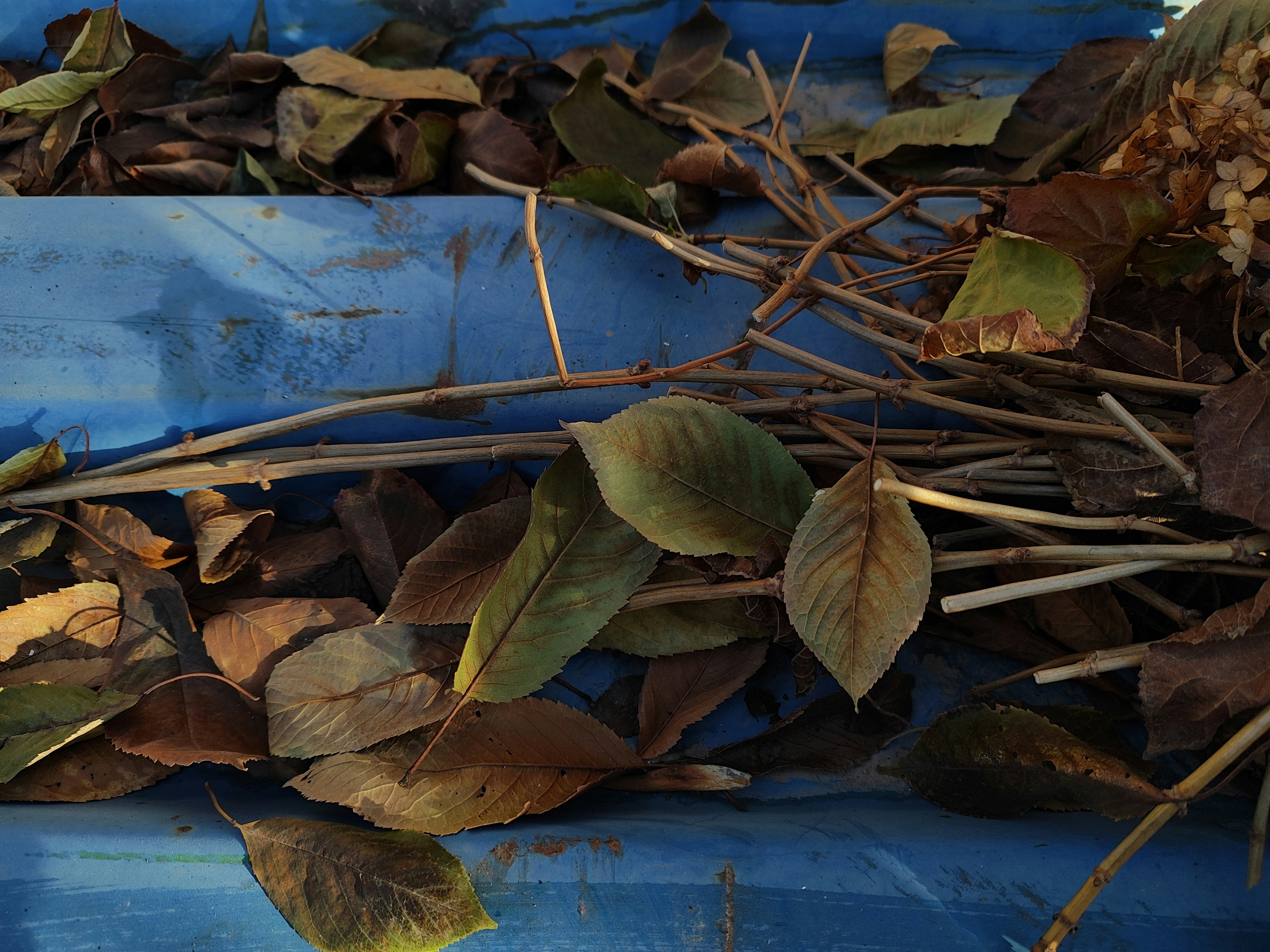 Fallen autumn leaves and bare twigs on a bright blue corrugated metal surface