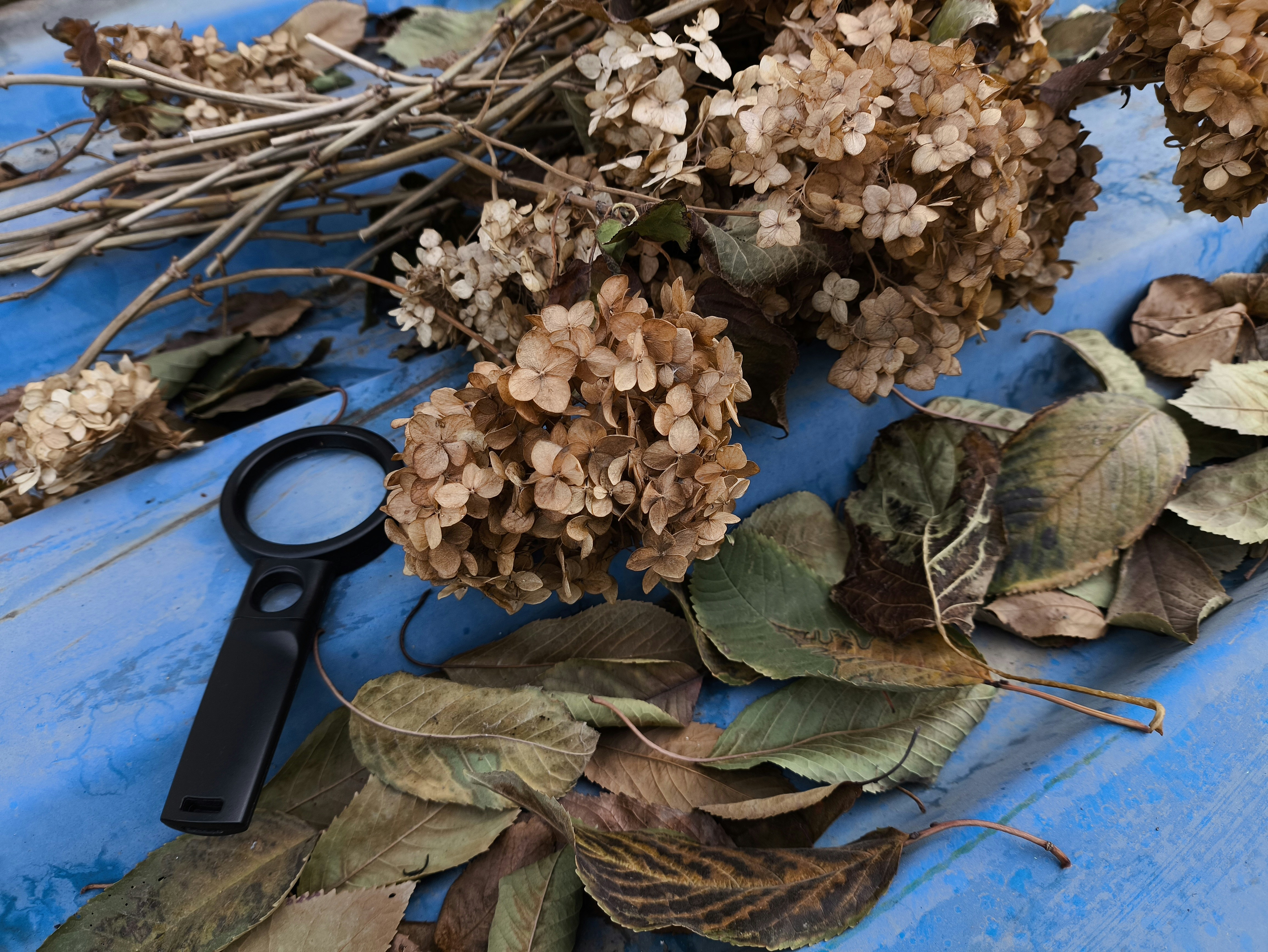 A black magnifying glass beside dried hydrangea flowers and fallen leaves on blue plastic