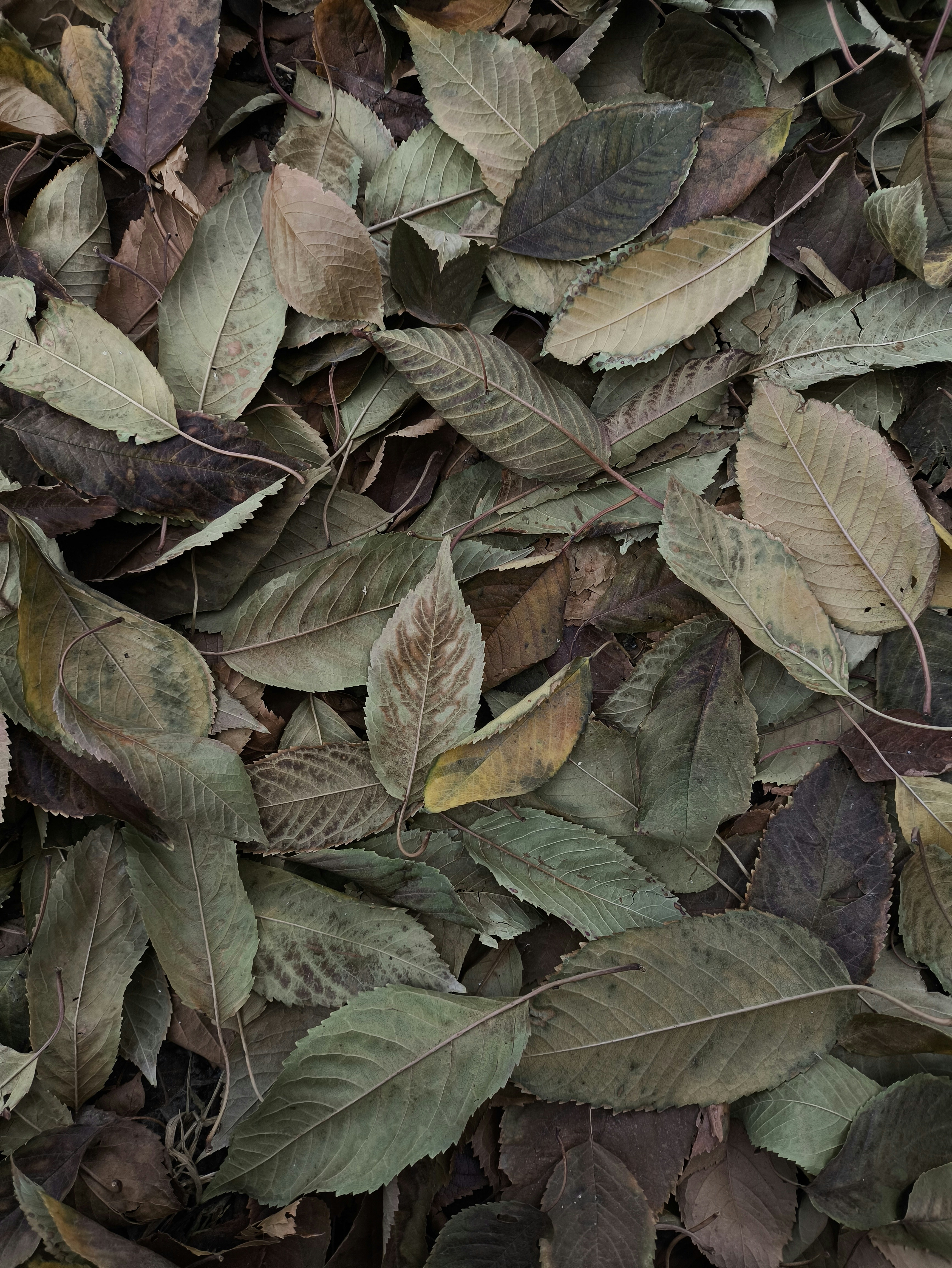 A dense layer of fallen autumn leaves in shades of brown and green