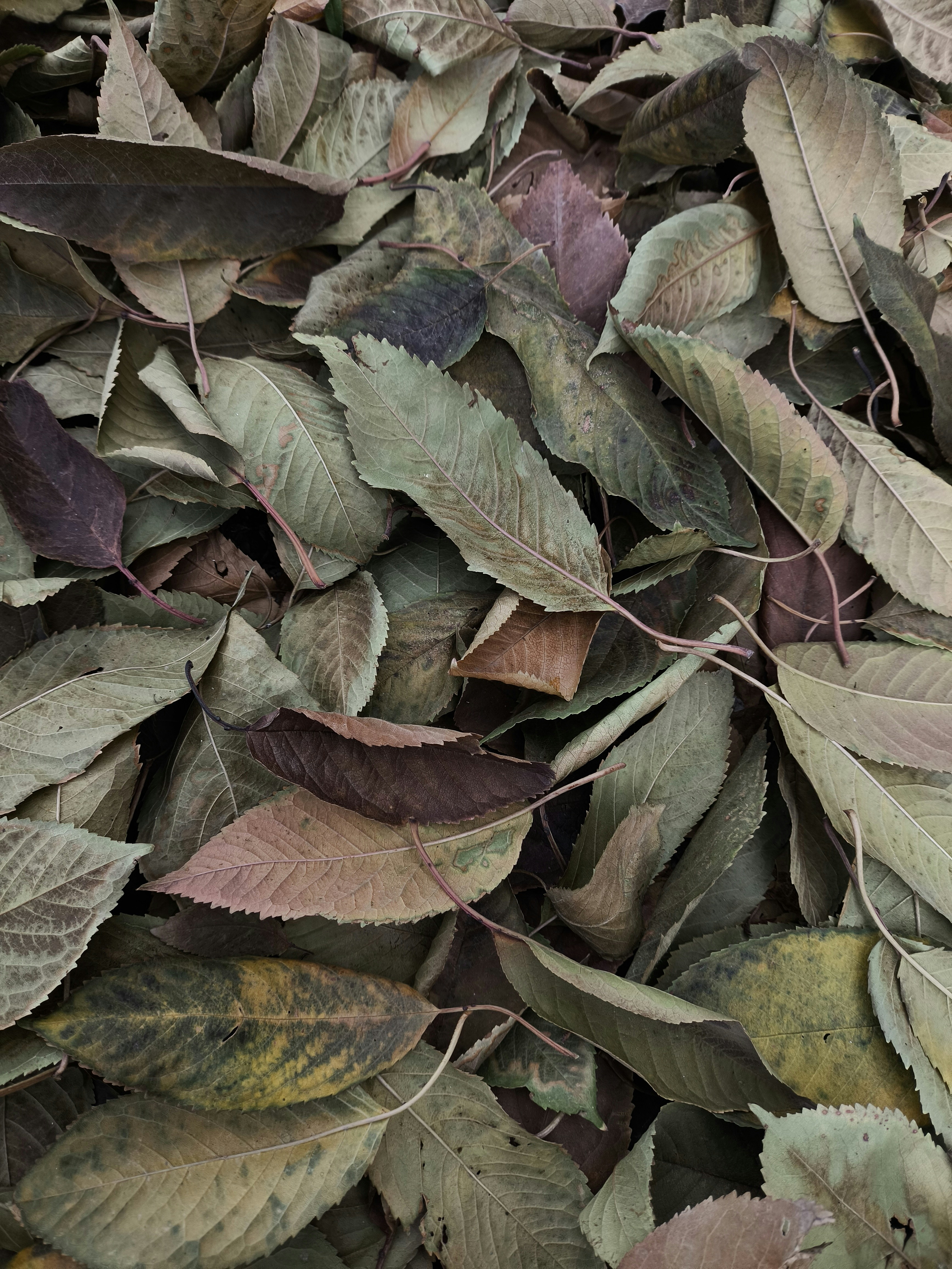 A dense pile of fallen autumn leaves in shades of green and brown