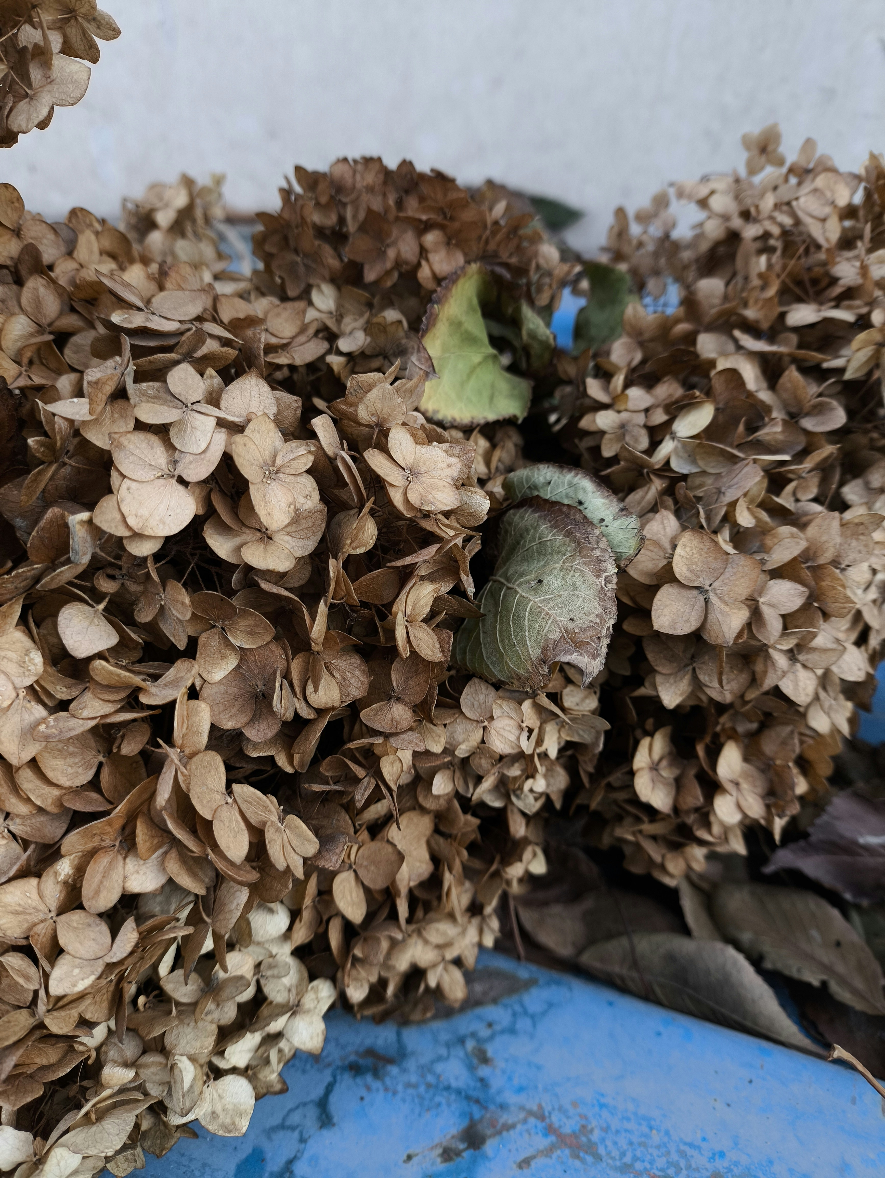 Dried brown hydrangea flowers with a few green leaves on a blue surface