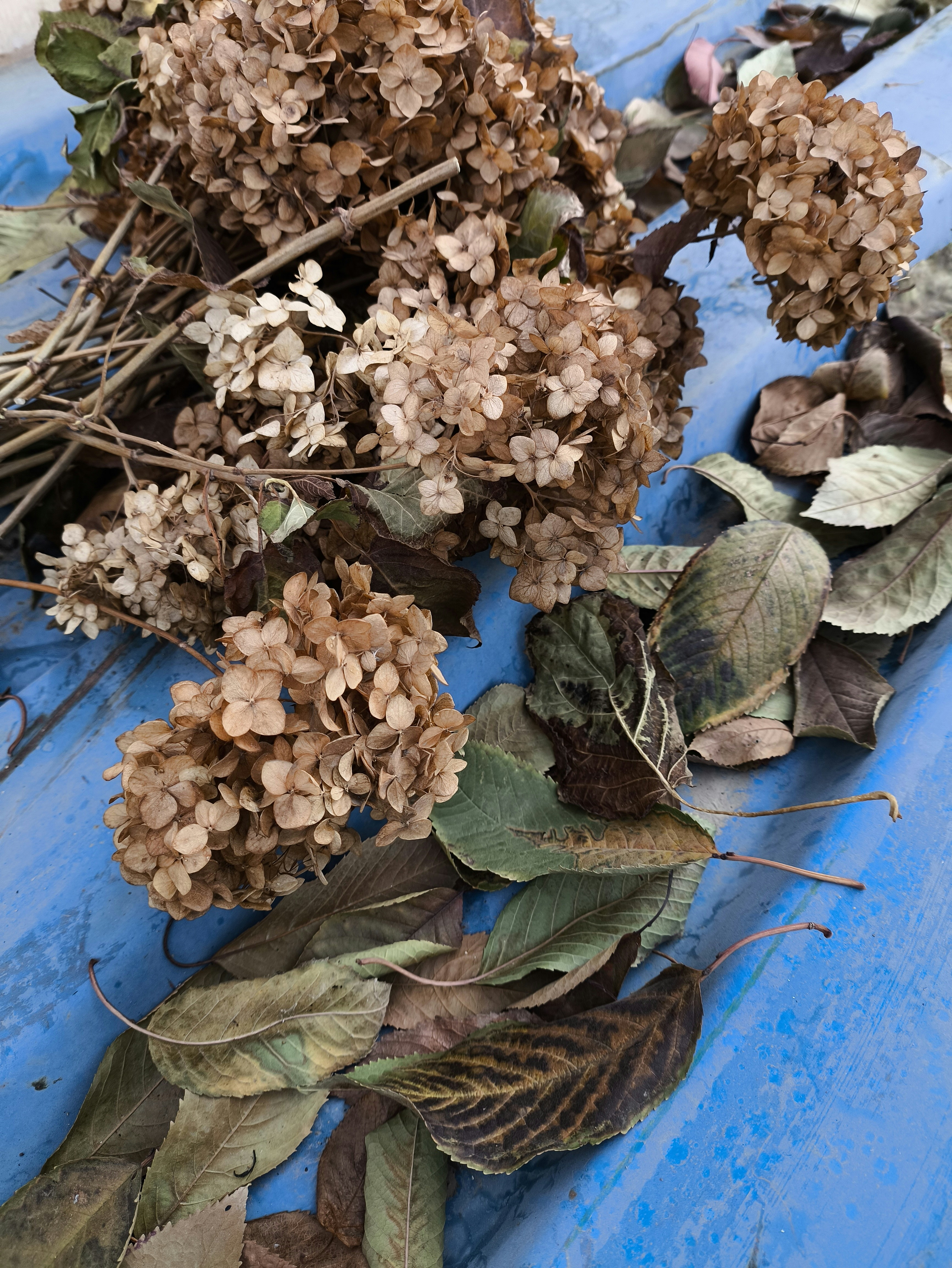 Dried brown hydrangea flowers and fallen leaves on a bright blue surface