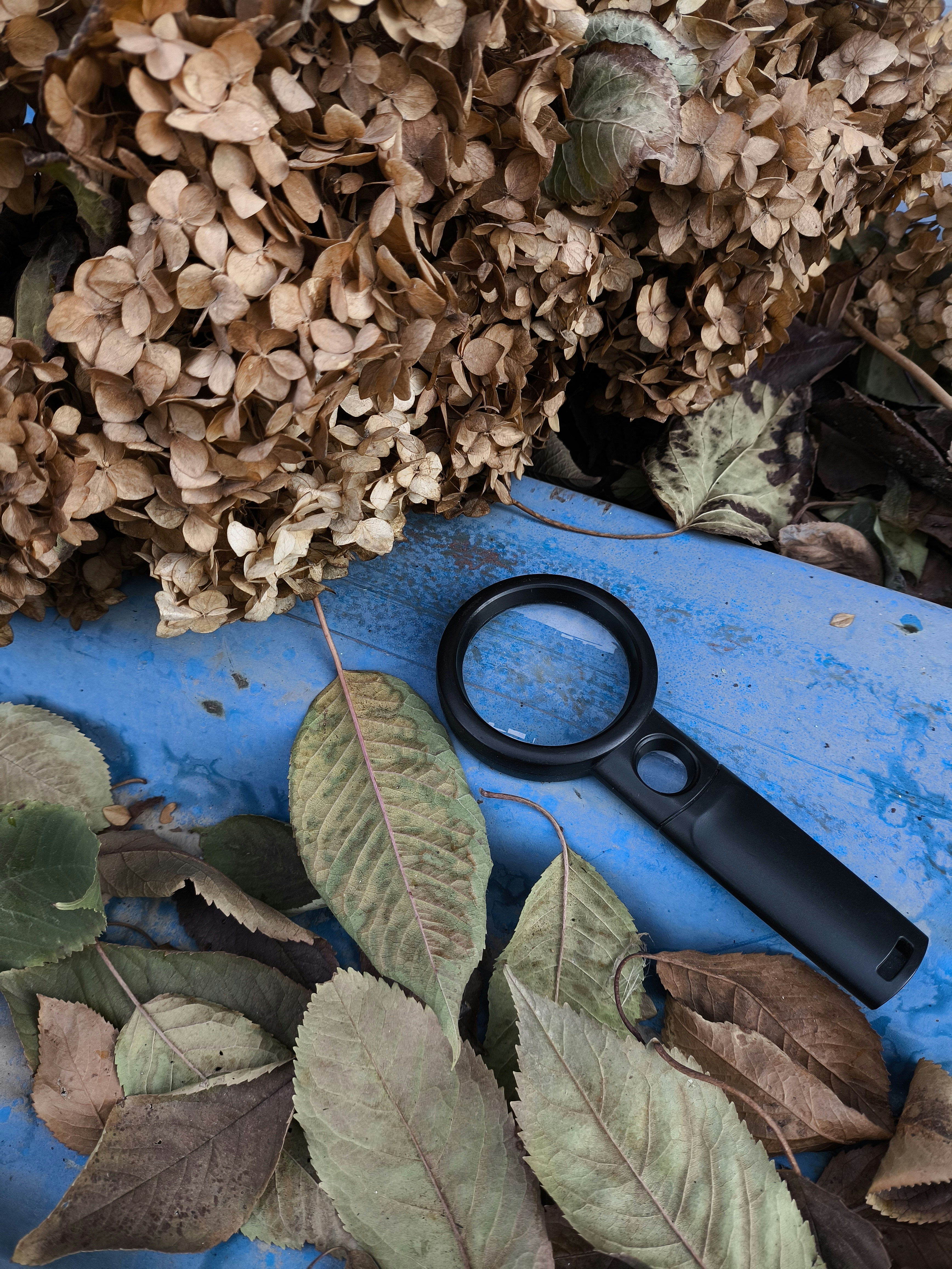 A black magnifying glass on a blue surface with dried hydrangea and leaves