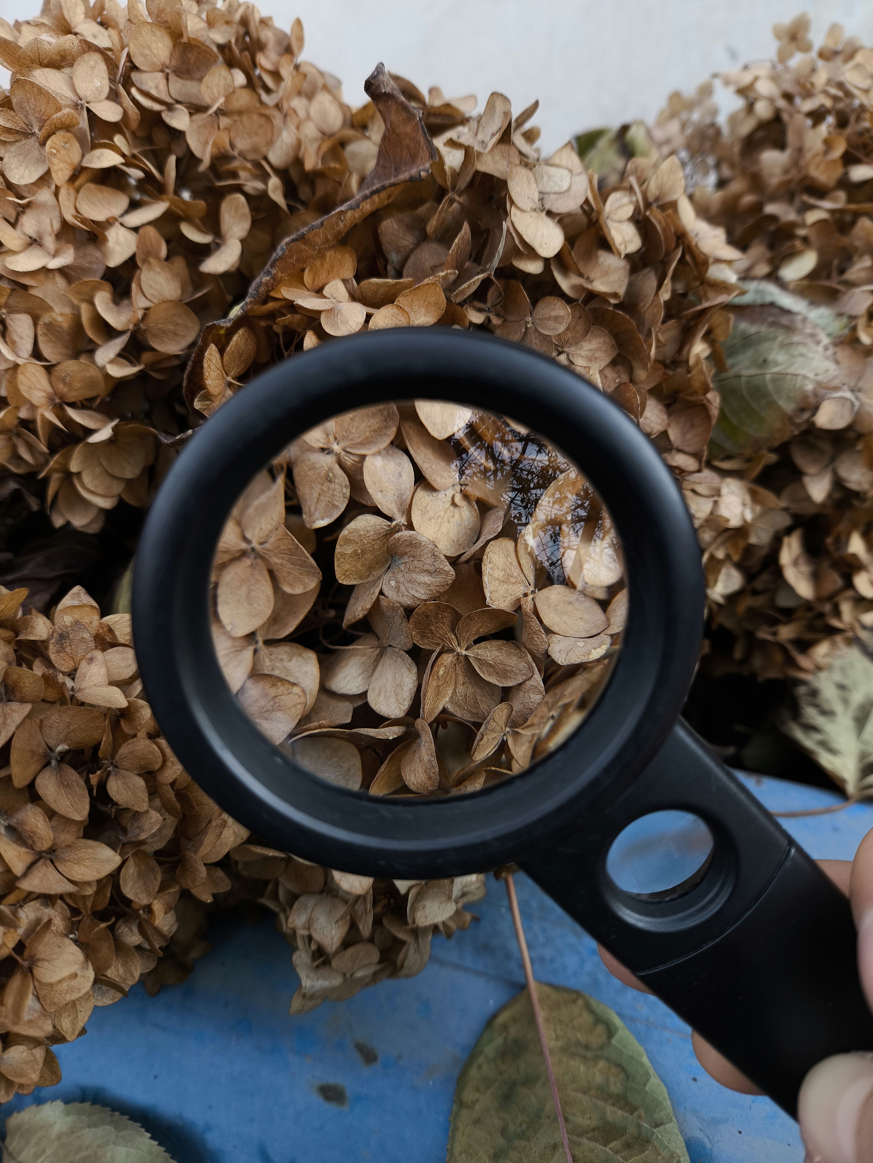A magnifying glass held over dried brown hydrangea flowers on a blue surface