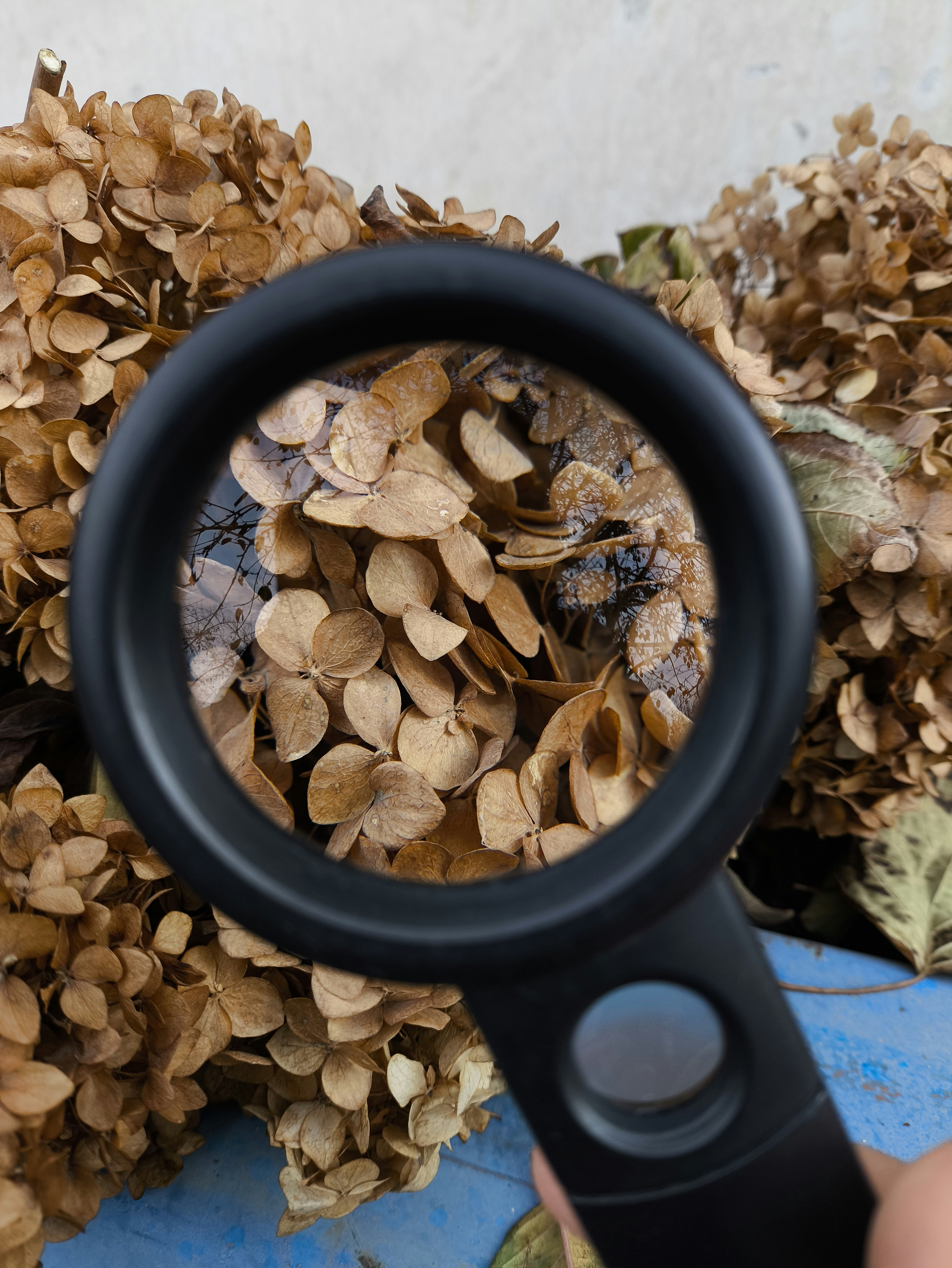 A magnifying glass held over dried brown hydrangea flowers on a blue surface