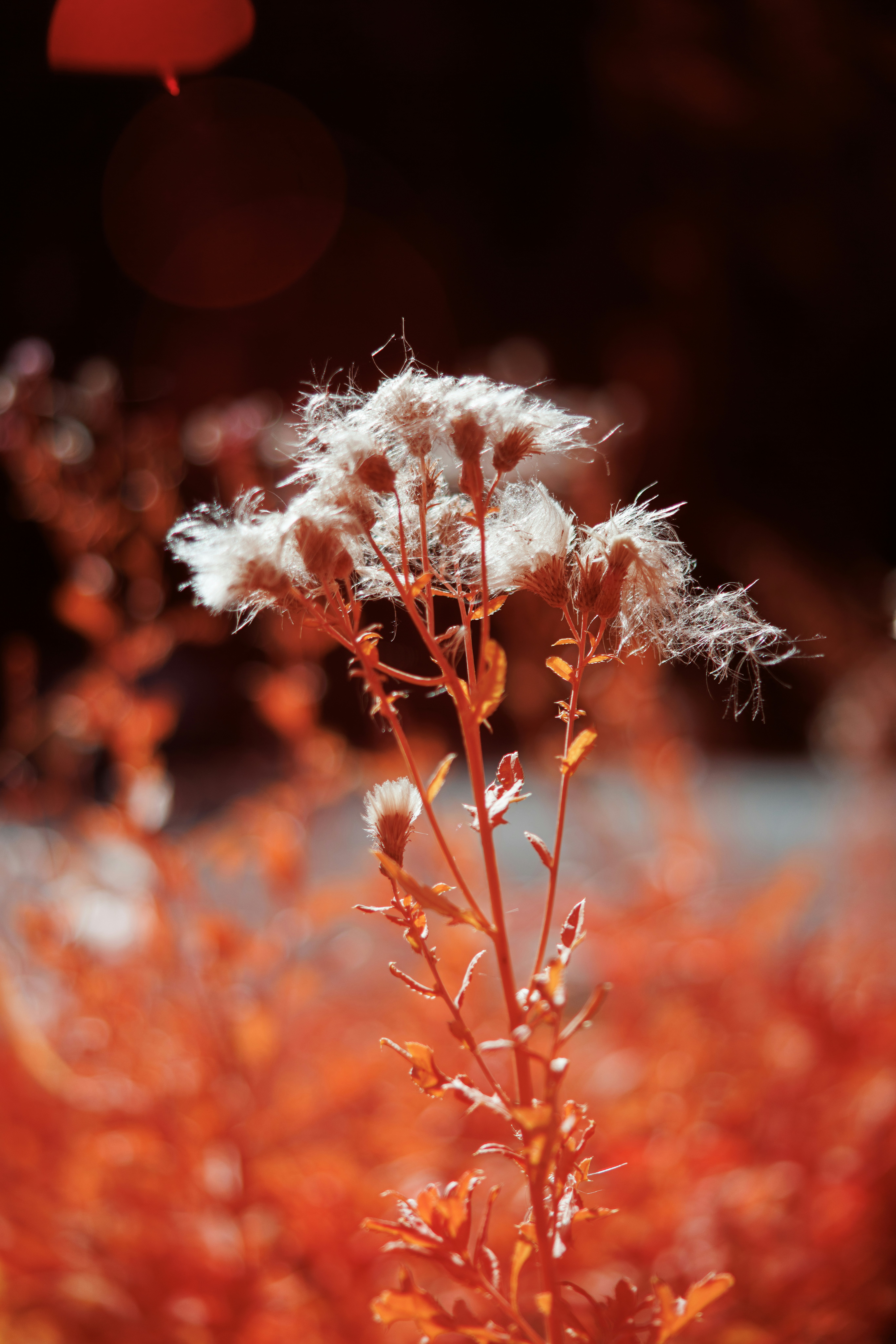 Fluffy white seed head on red plant - Free Photo on Unsplash