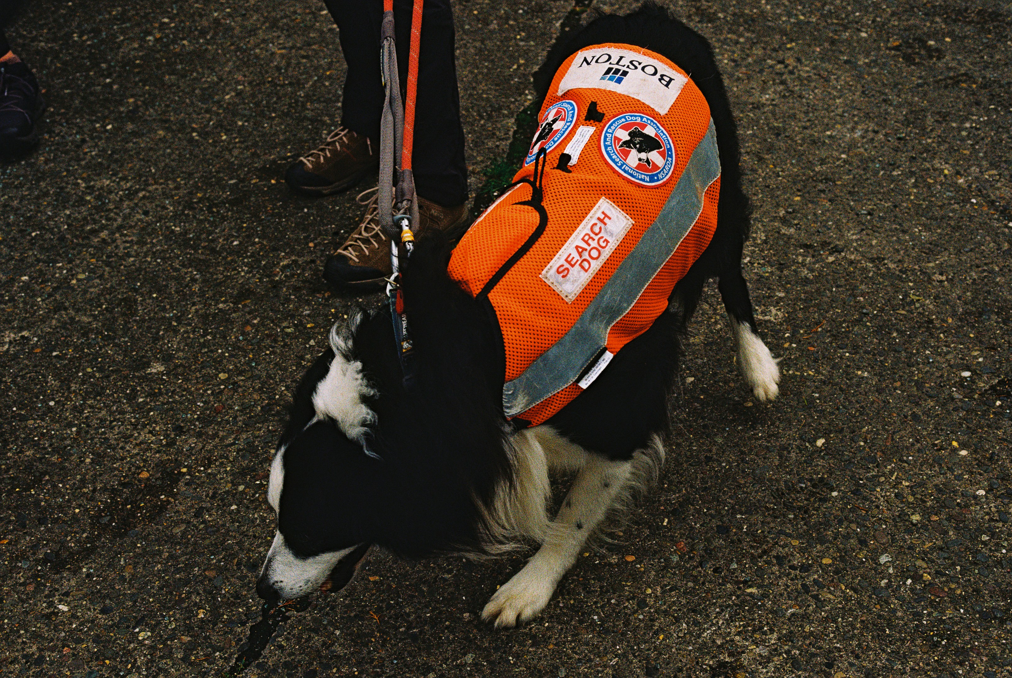 A black and white search dog wearing an orange vest on asphalt