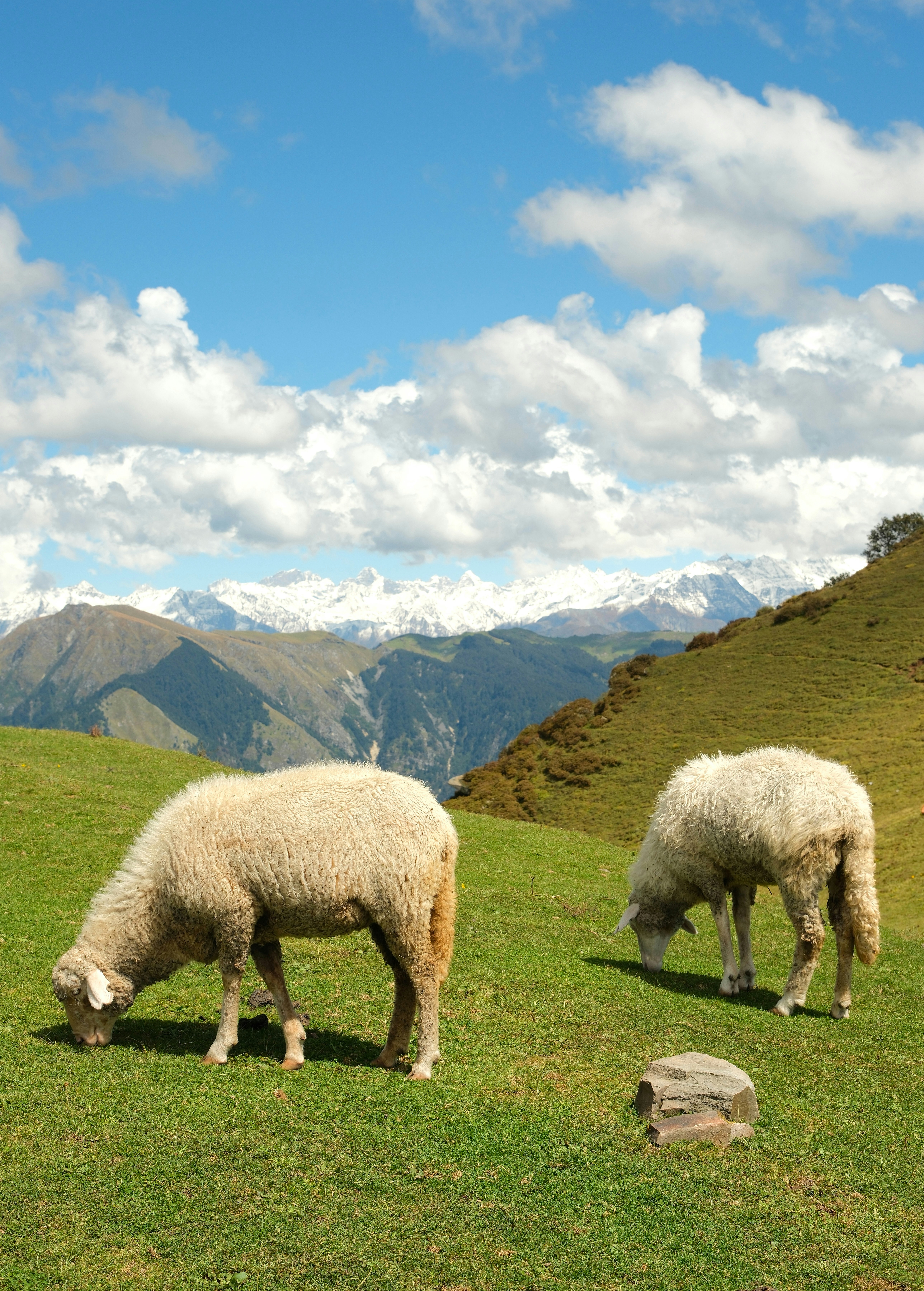 Two sheep grazing on a green mountain pasture with snow-capped peaks in the distance