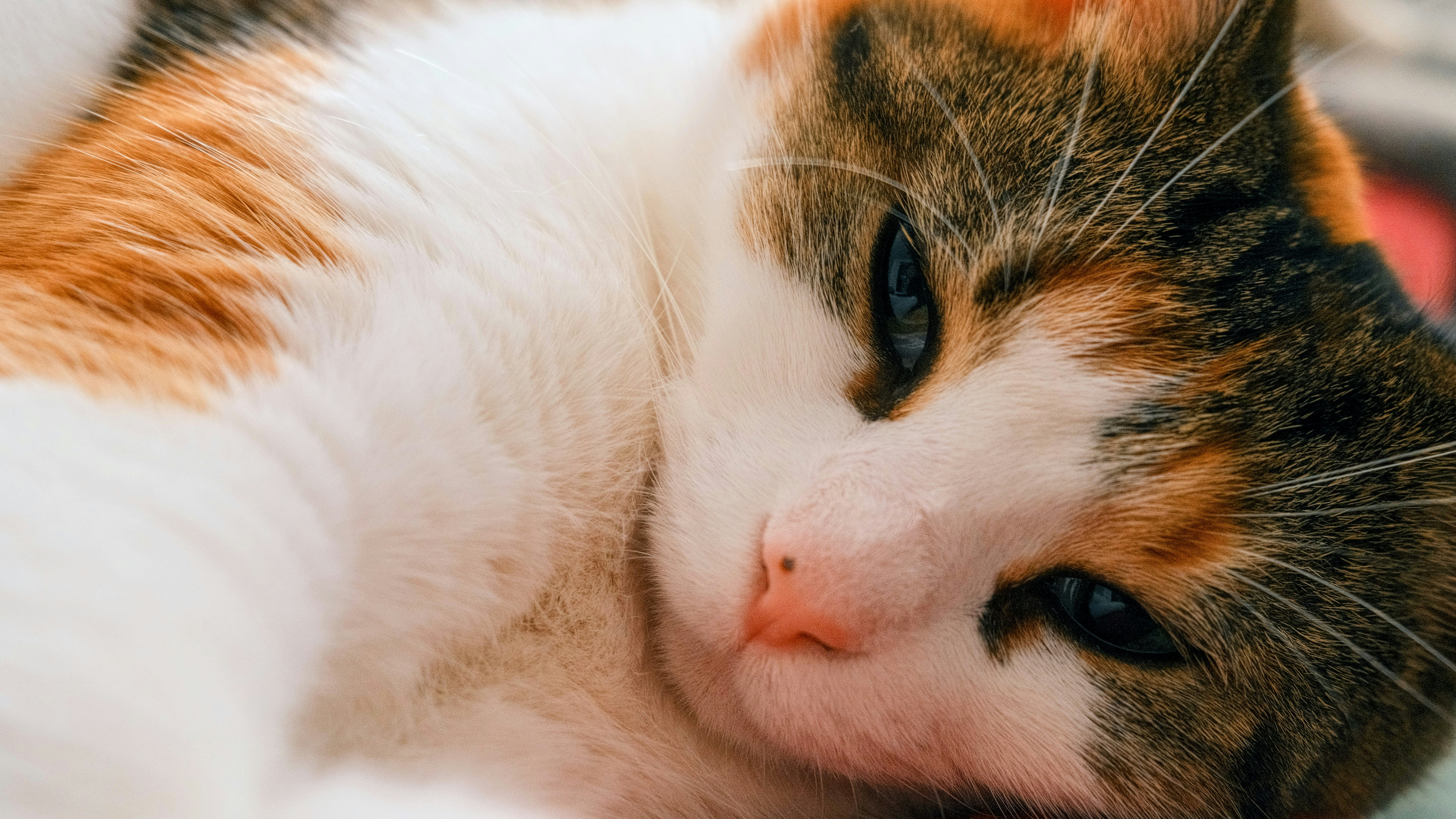 A calico cat with white, orange, and dark brown fur resting its head