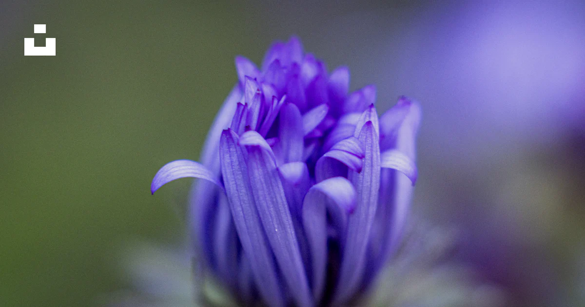 Flower Consumption Purple flower bud macro - Free Photo on Unsplash