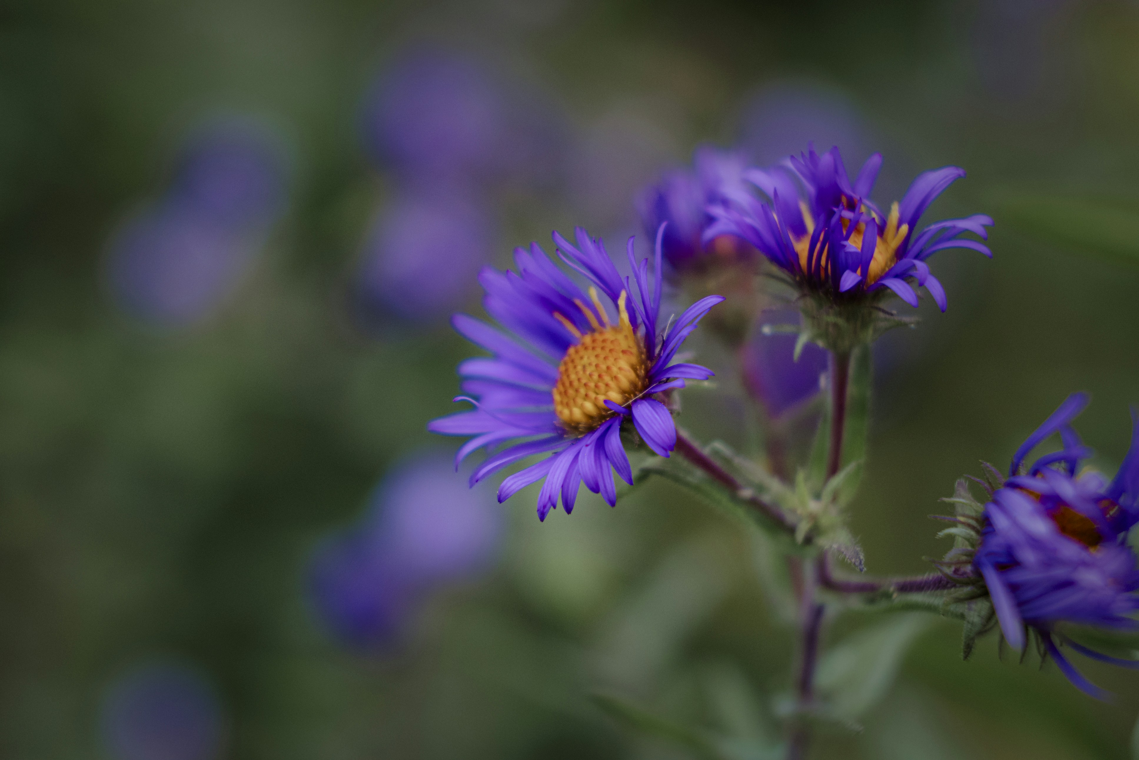 Purple aster flowers with yellow centers against a soft green blurred background