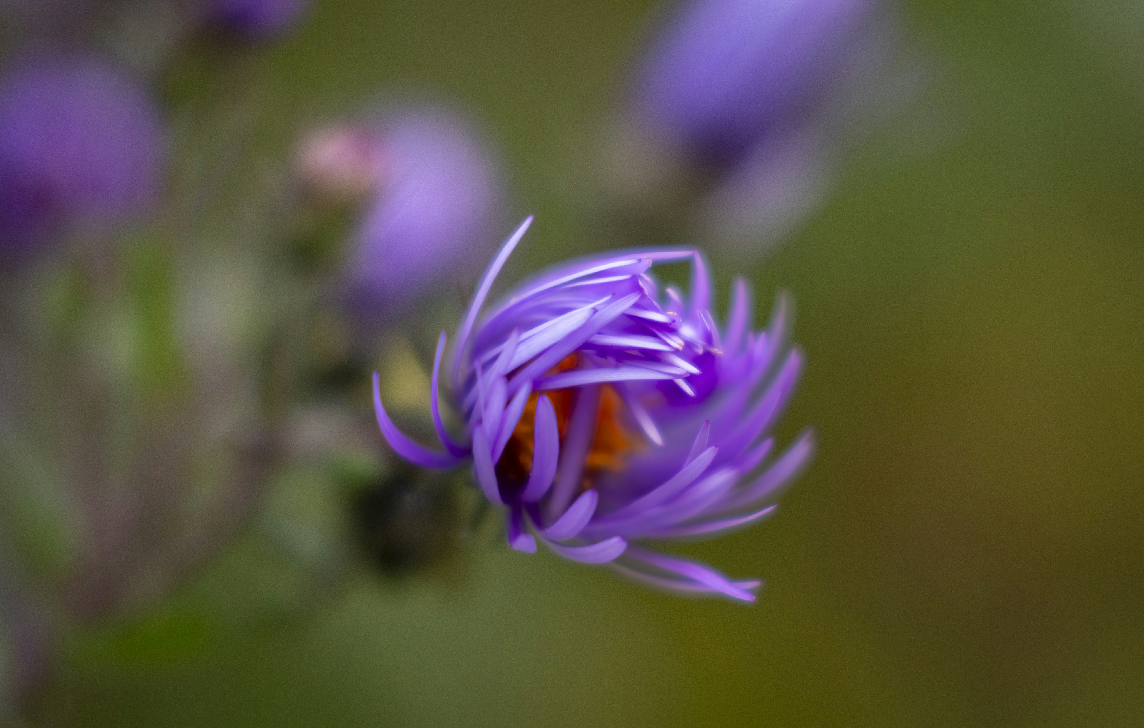 A purple aster flower with a bright orange center in a macro view