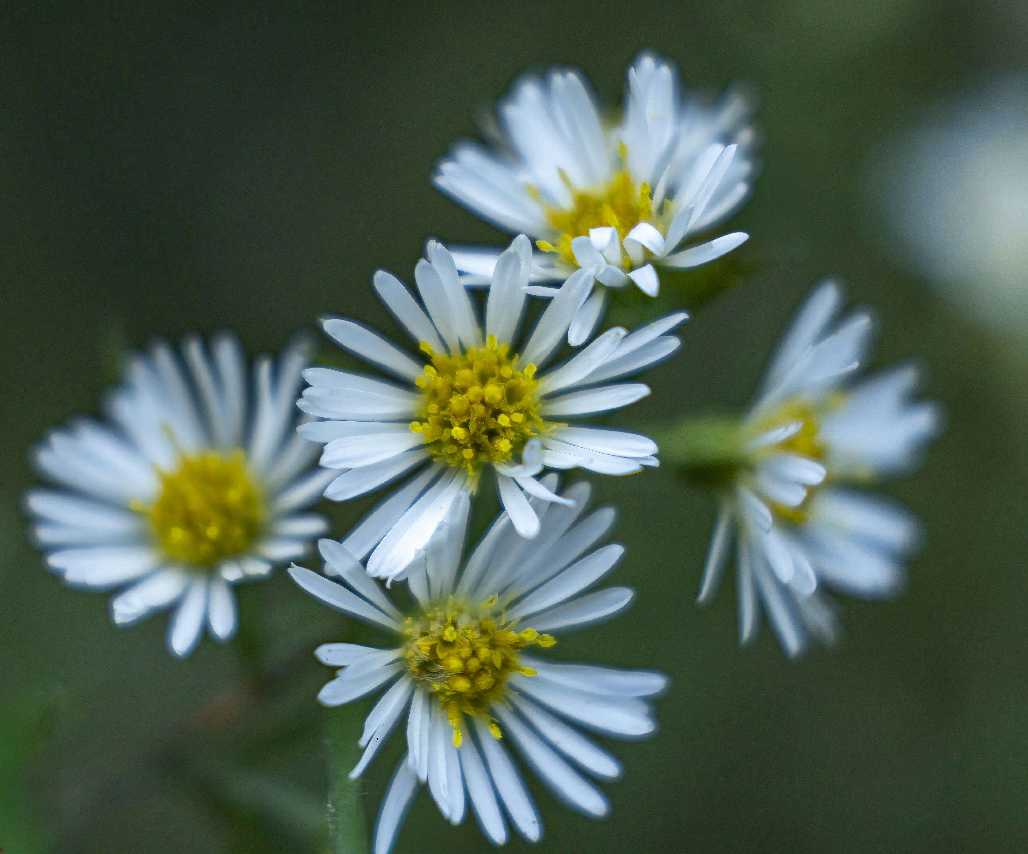 A cluster of white aster flowers with yellow centers against a dark green background