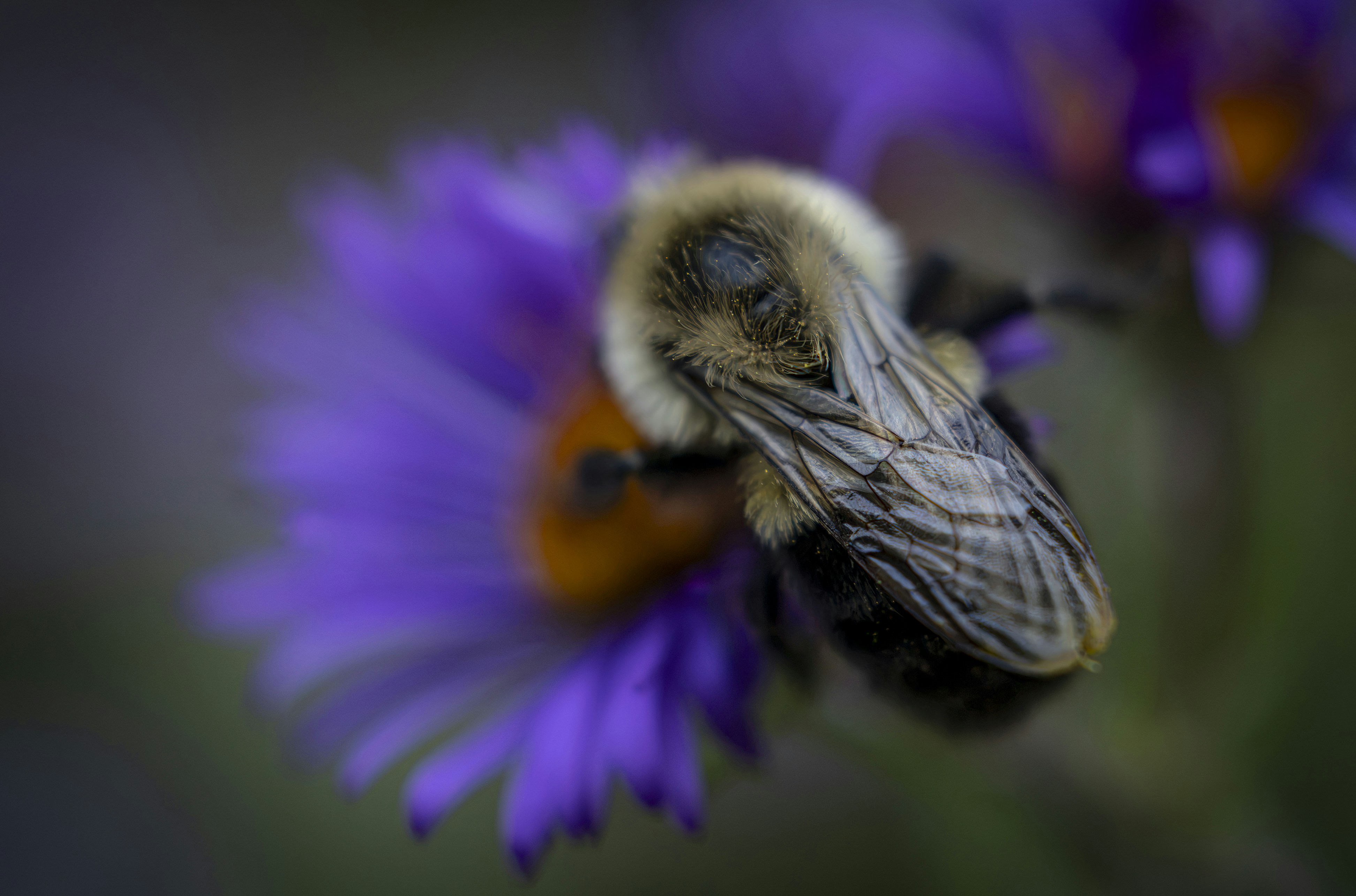A fuzzy bumblebee on a purple aster flower with a yellow center