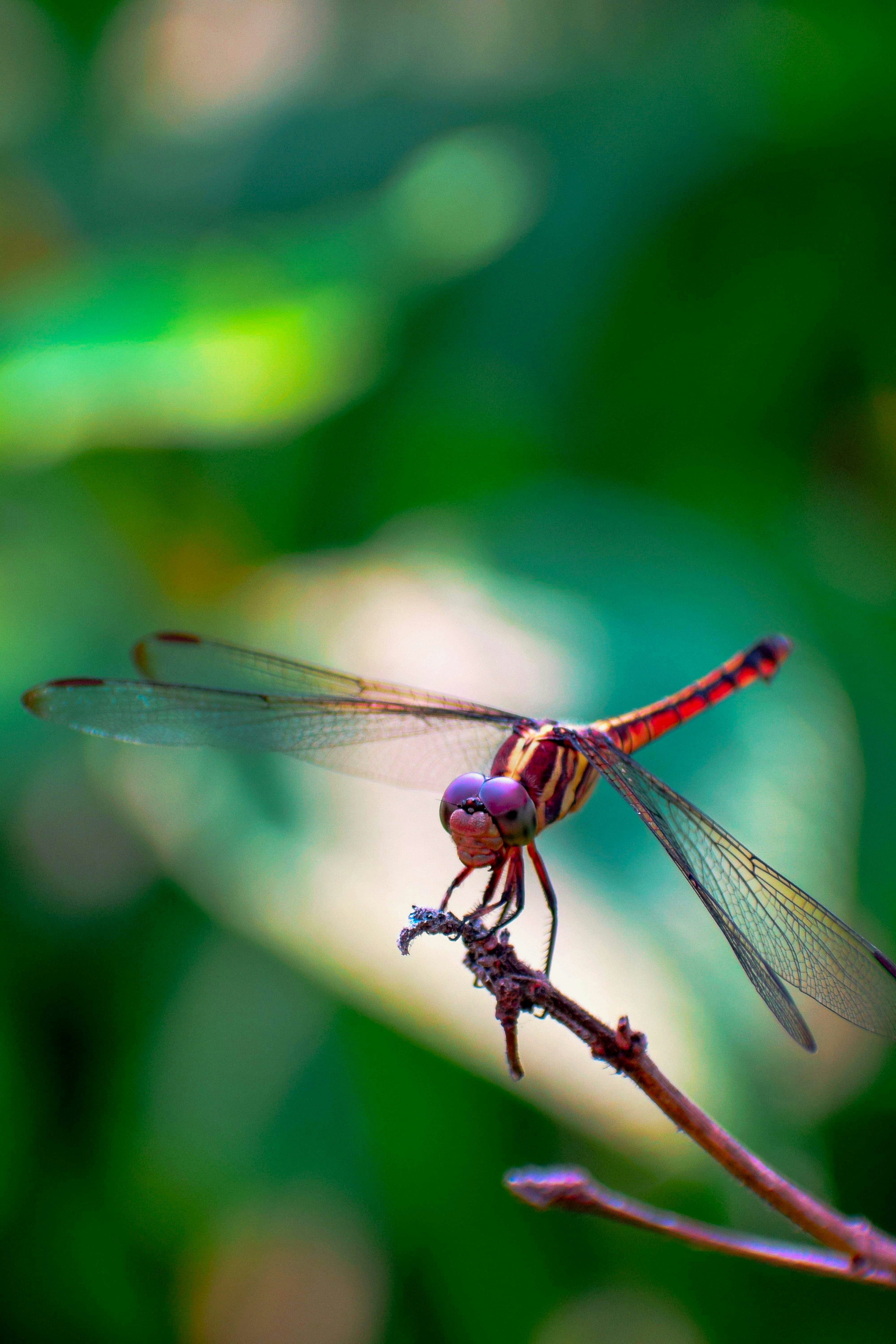 Eine rot-gelbe Libelle mit violetten Augen saß auf einem dünnen Zweig