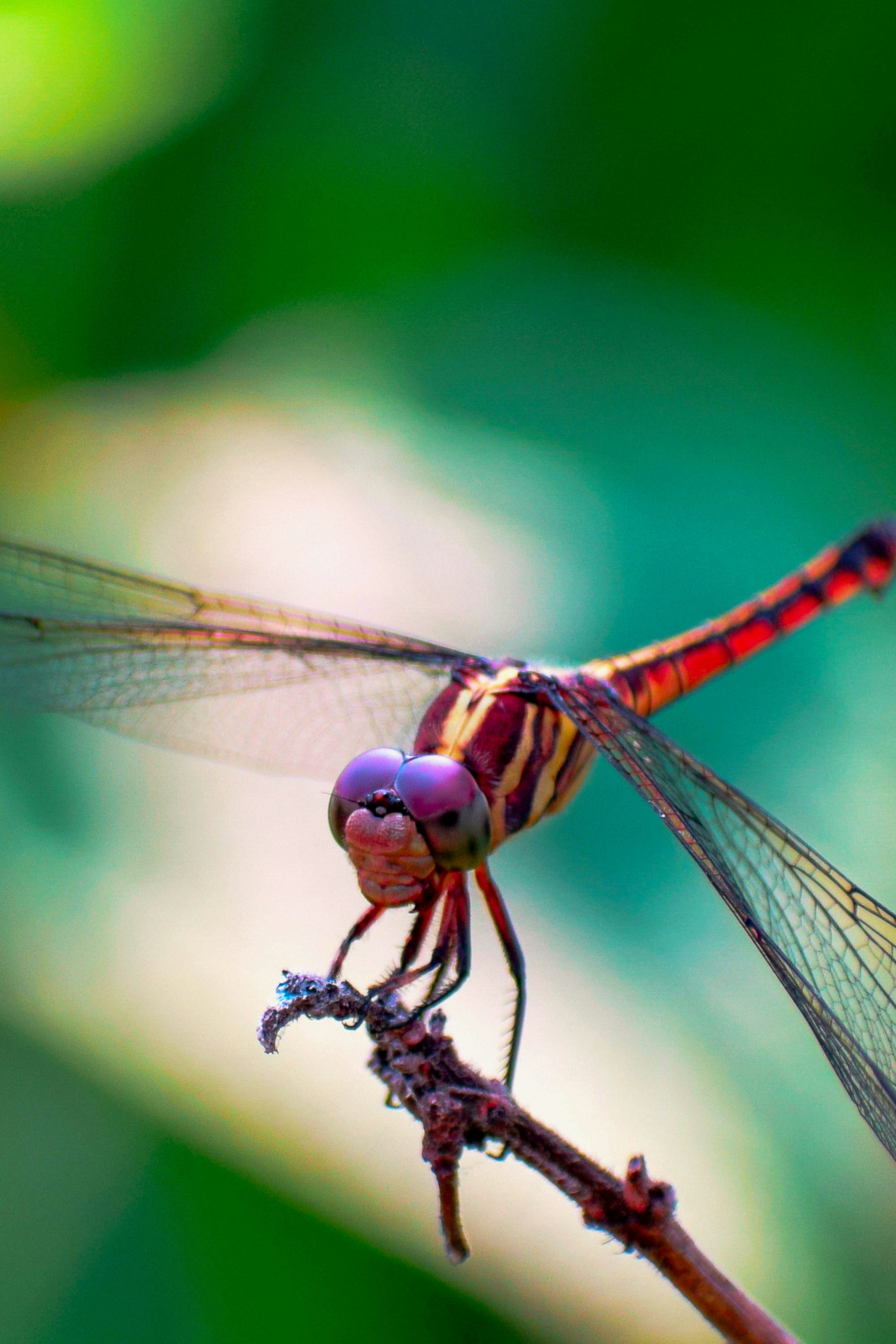 Eine rot-gelbe Libelle mit violetten Augen saß auf einem dünnen Zweig