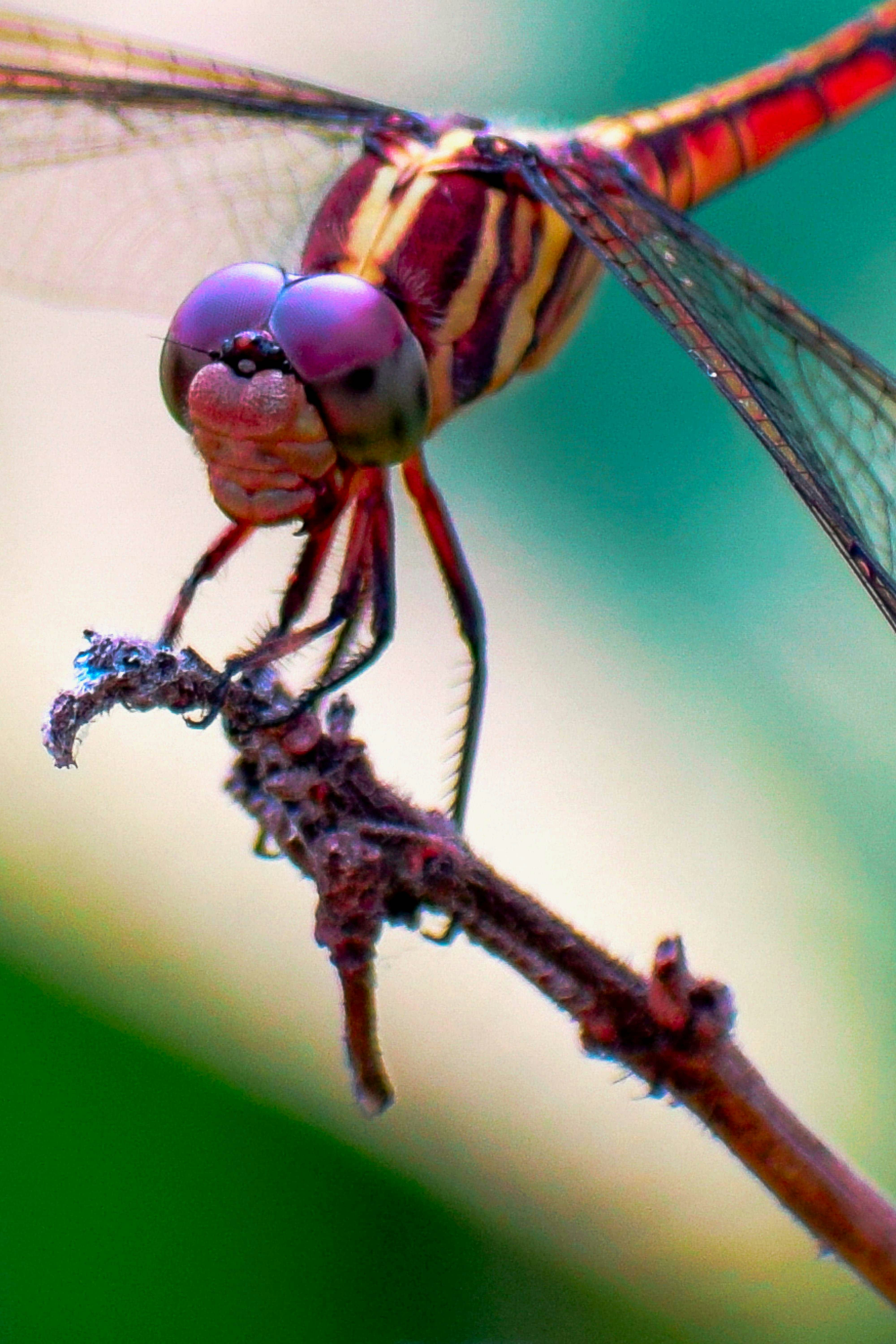 Eine Makroansicht einer Libelle mit violetten Augen, die auf einem Zweig sitzt