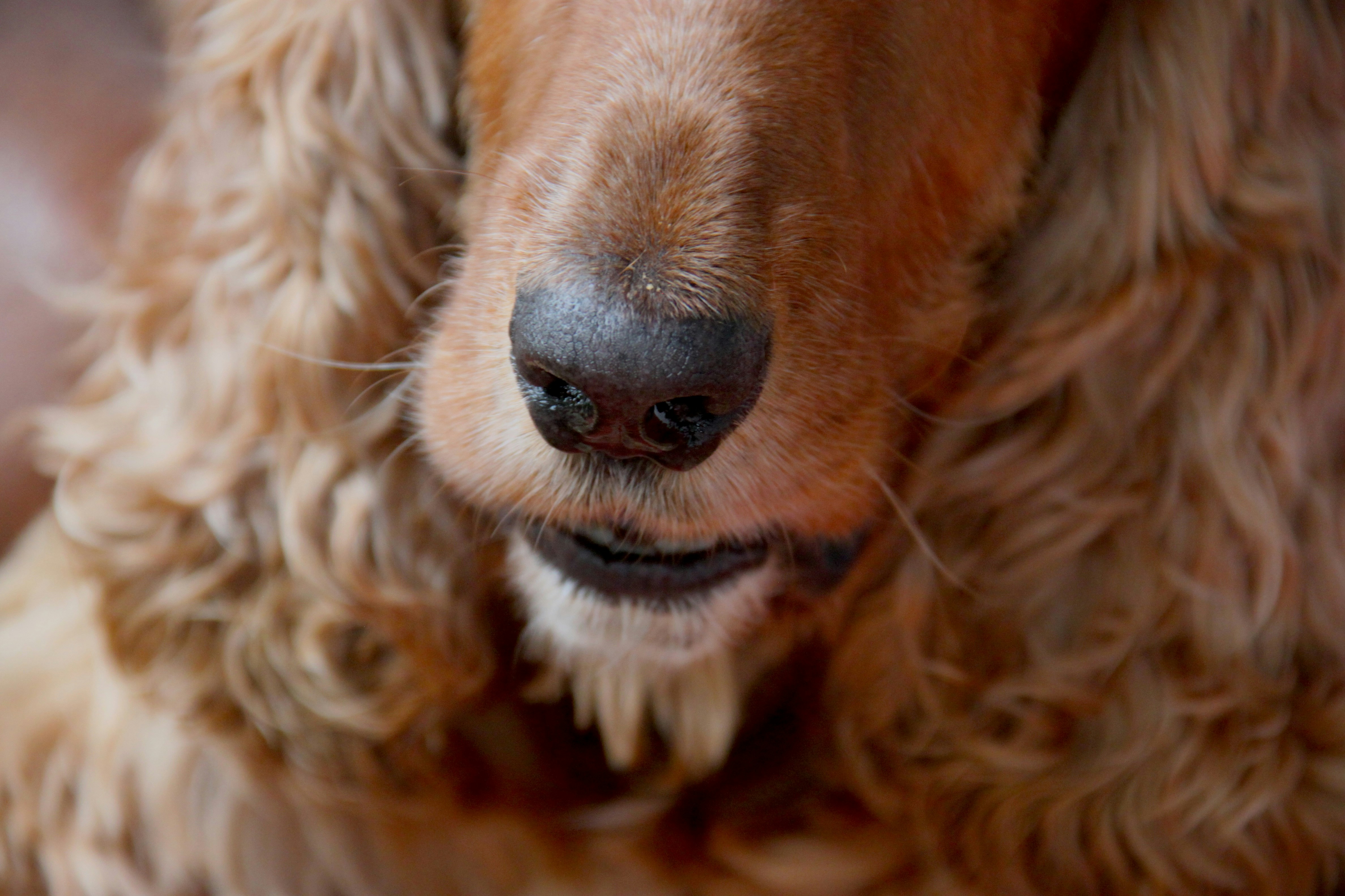 Elle'Dog (Ploufragan) — Ploufragan