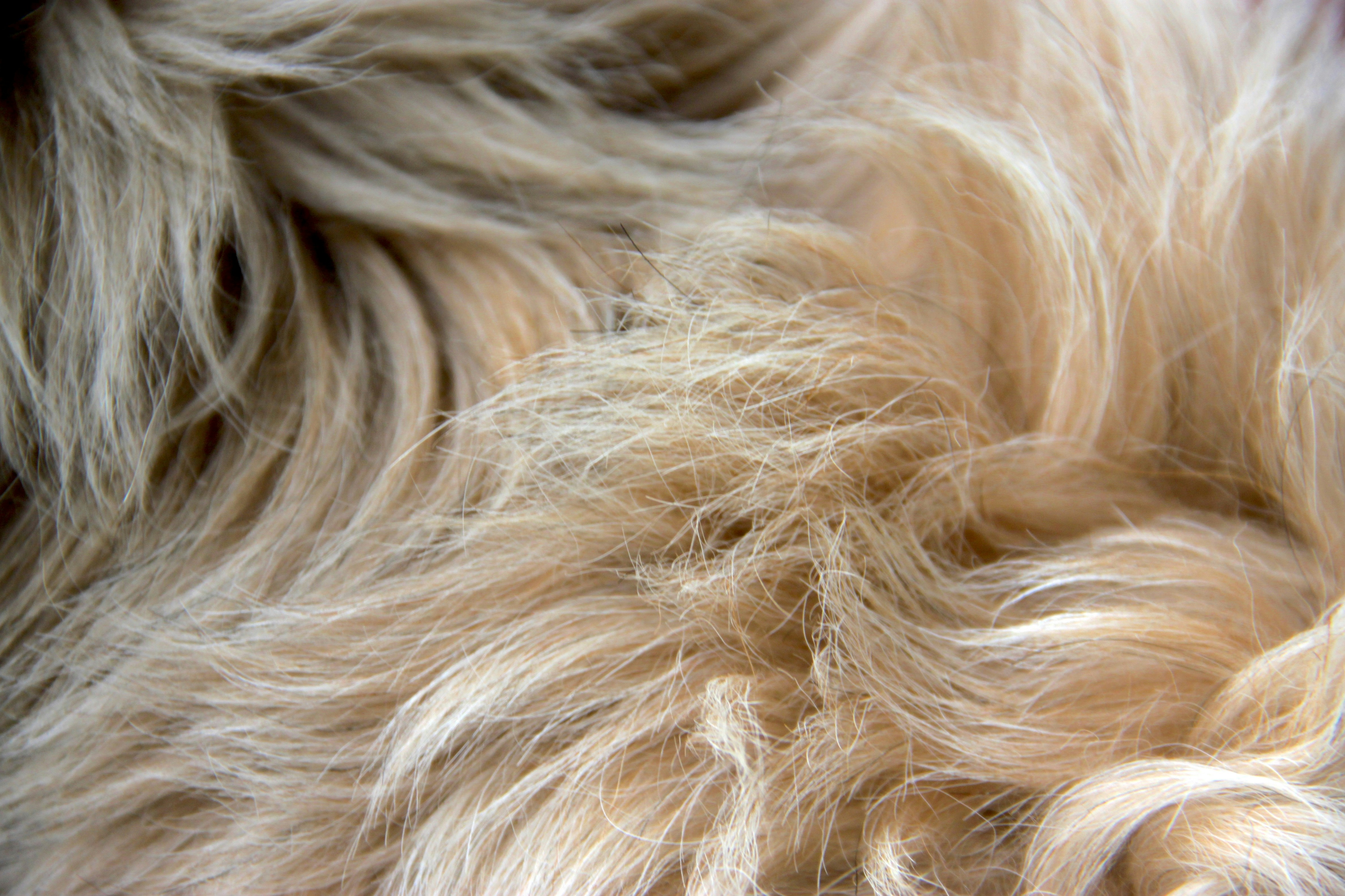 Close-up of long wavy light brown animal fur with soft texture