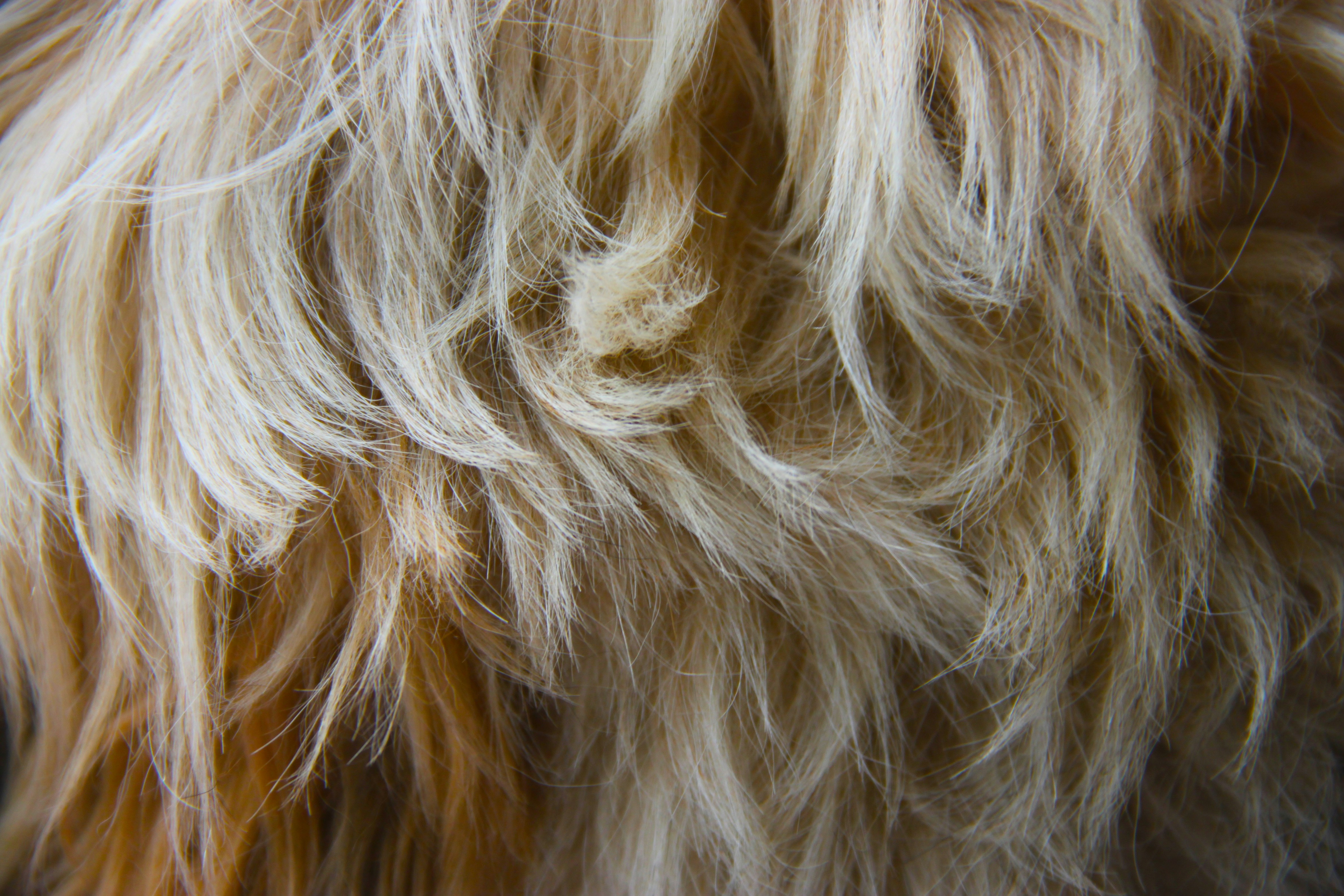 Peluche (Lannion) — Lannion