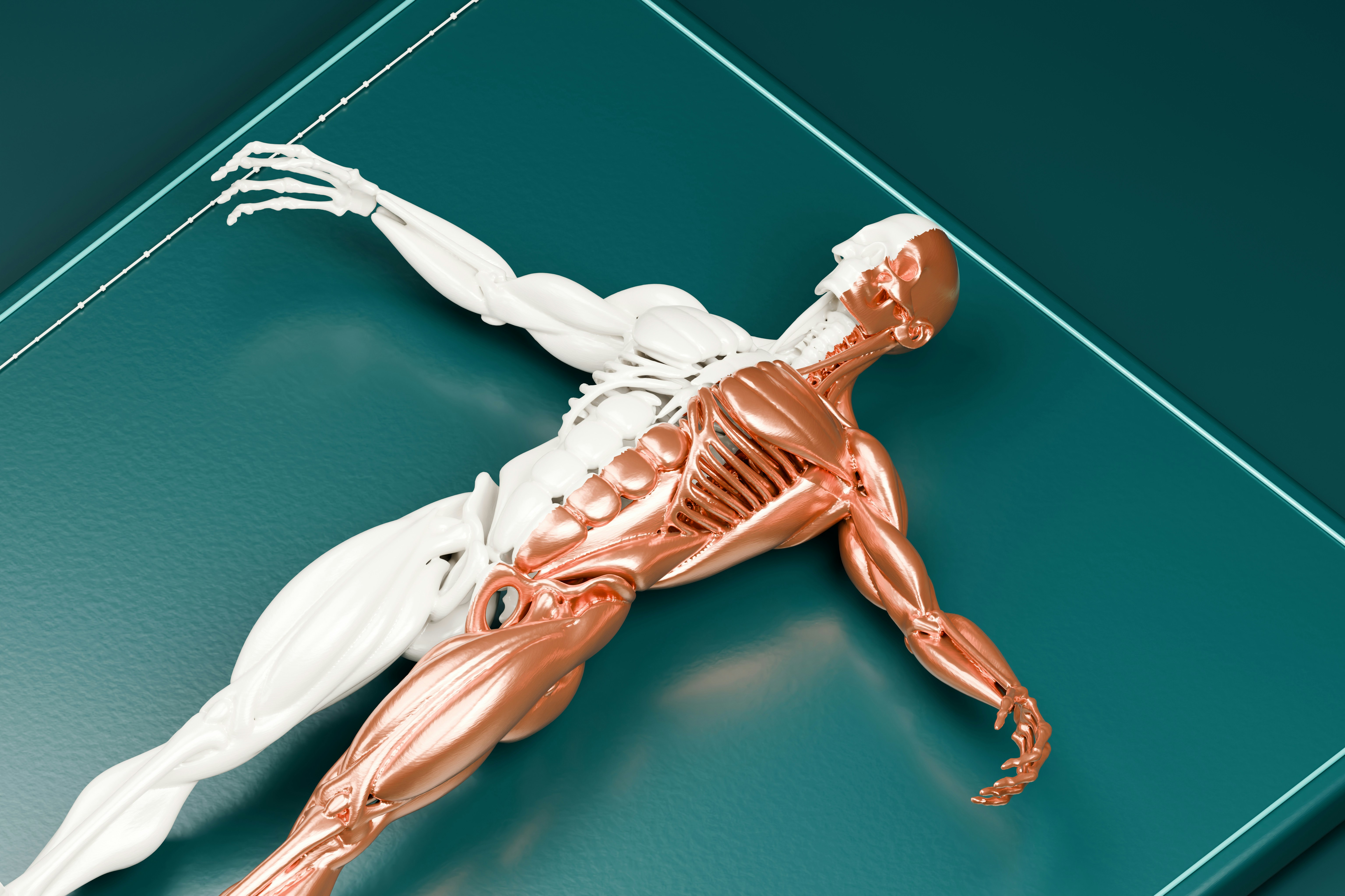 Yeşil zemin üzerinde insan kas anatomisi modeli
