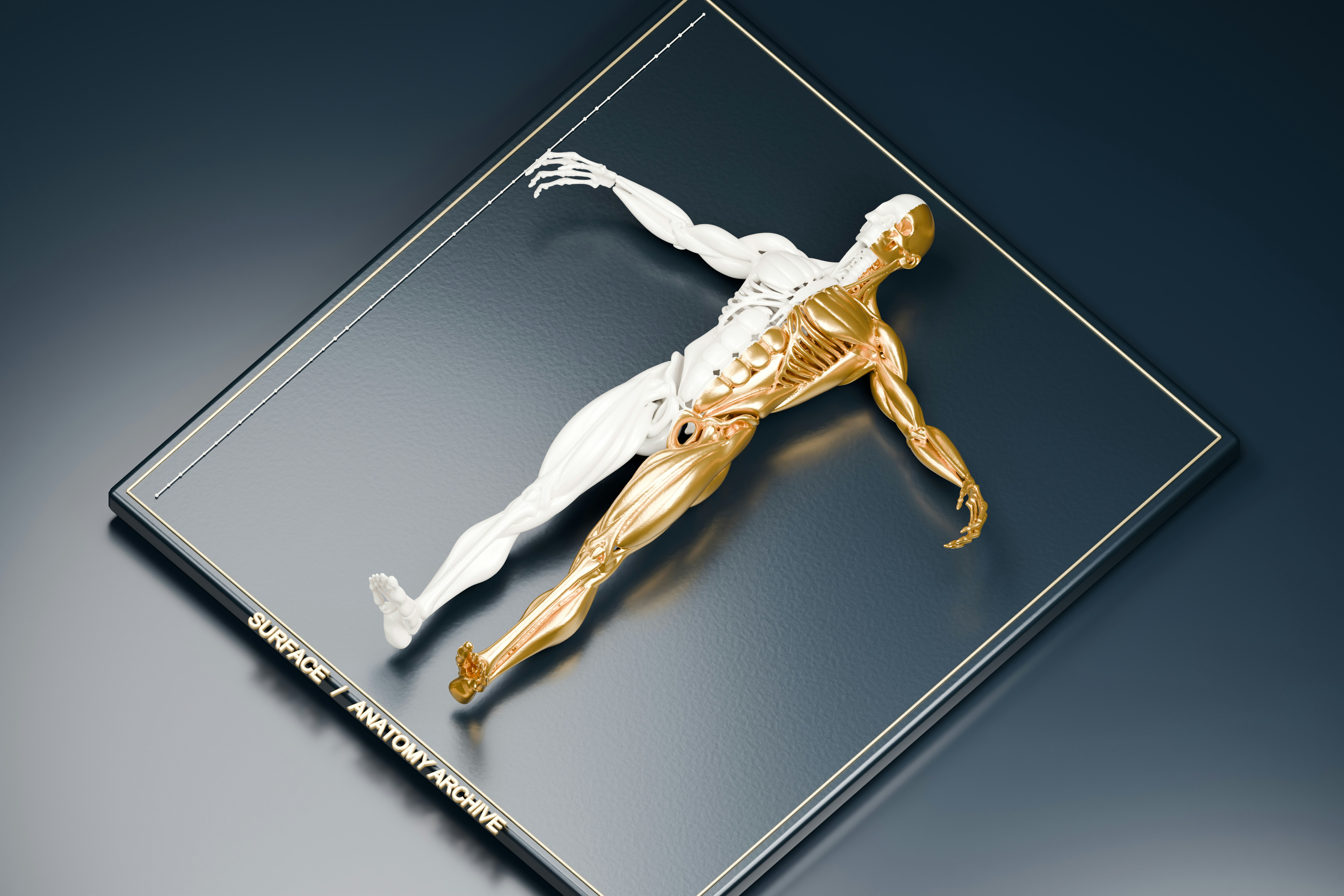 Una figura anatomica umana divisa in bianco e oro su una superficie blu scuro