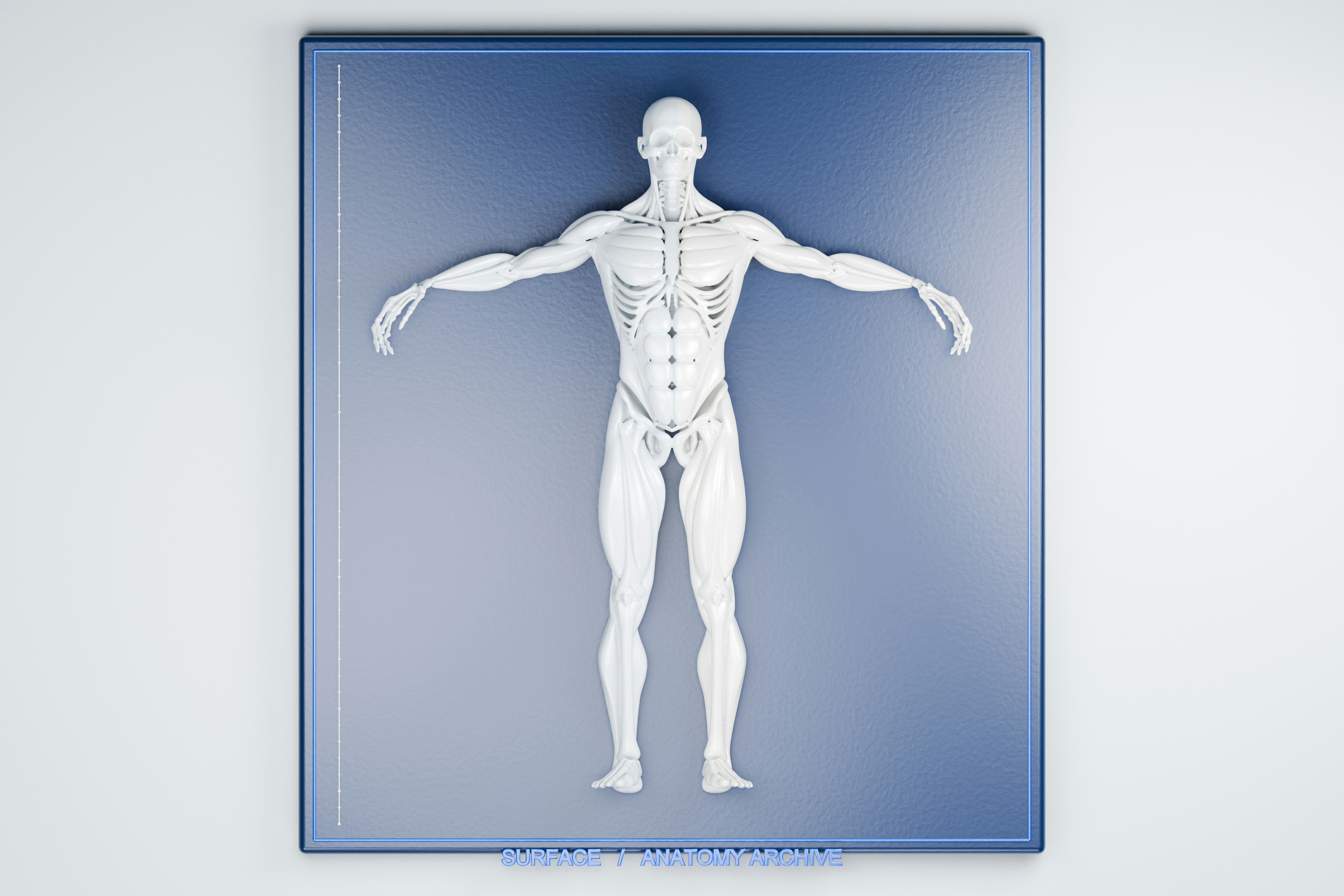 Beyaz insan anatomisi modeli