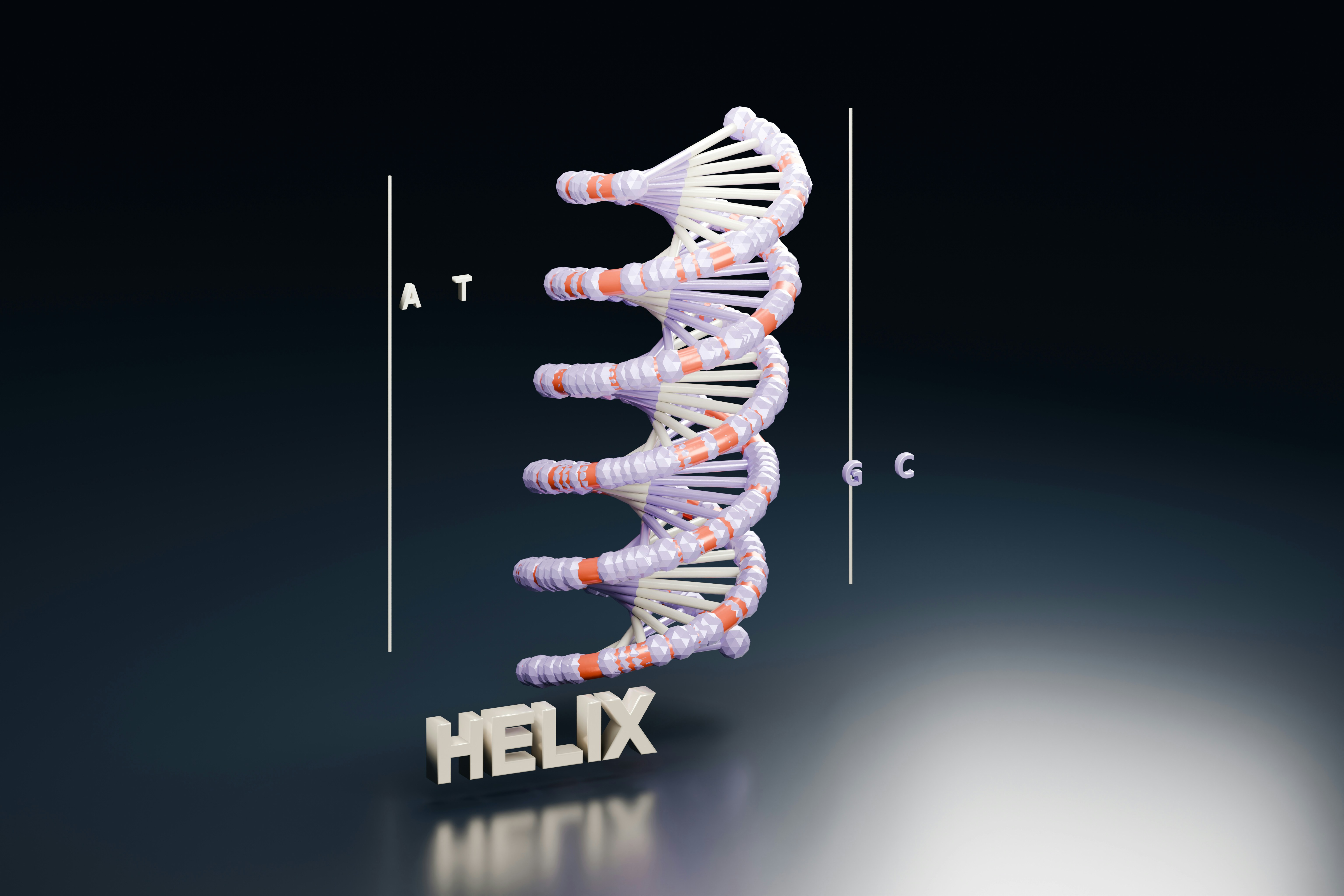 DNA double helix model