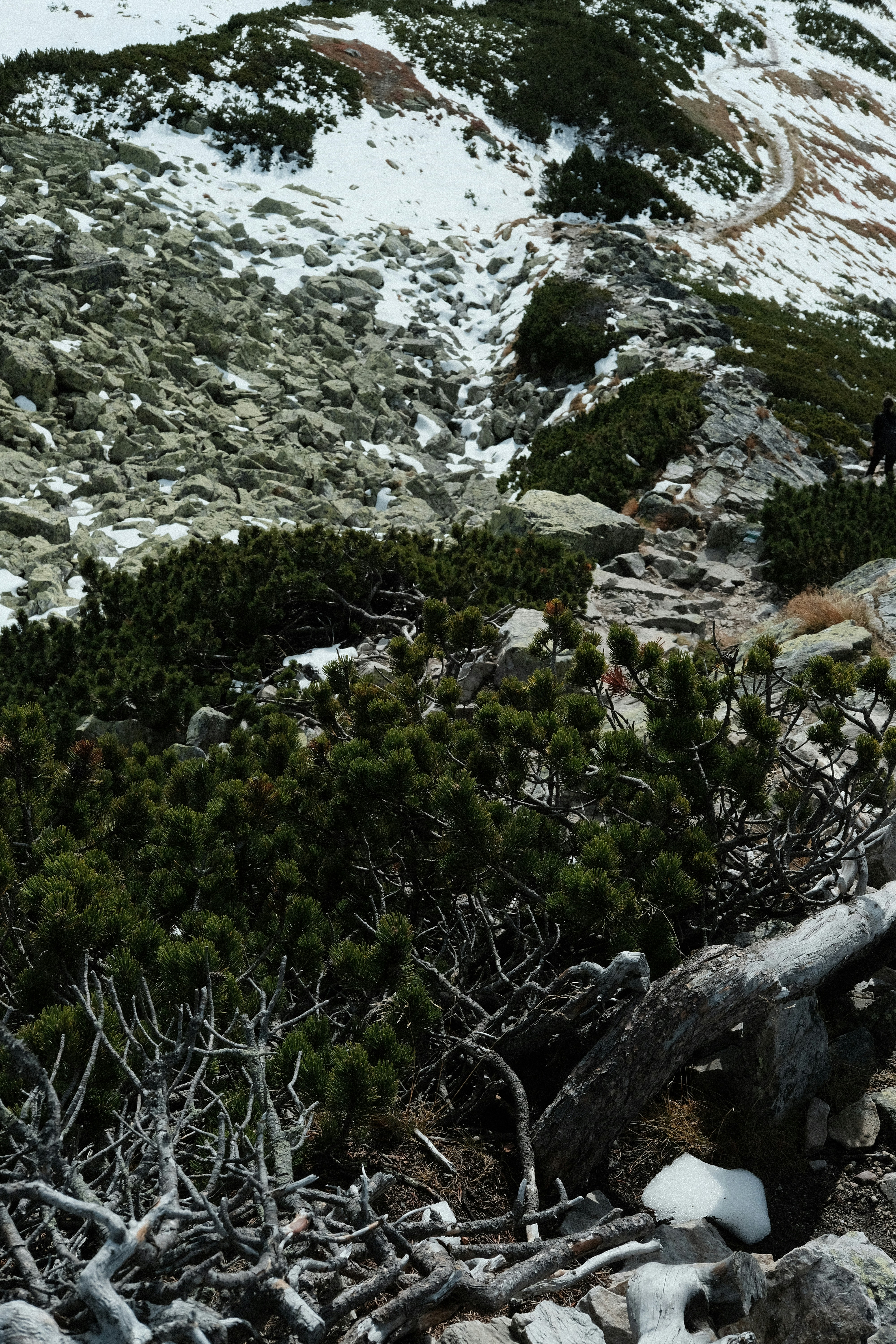 Rocky mountain slope with pine shrubs - Free Photo on Unsplash